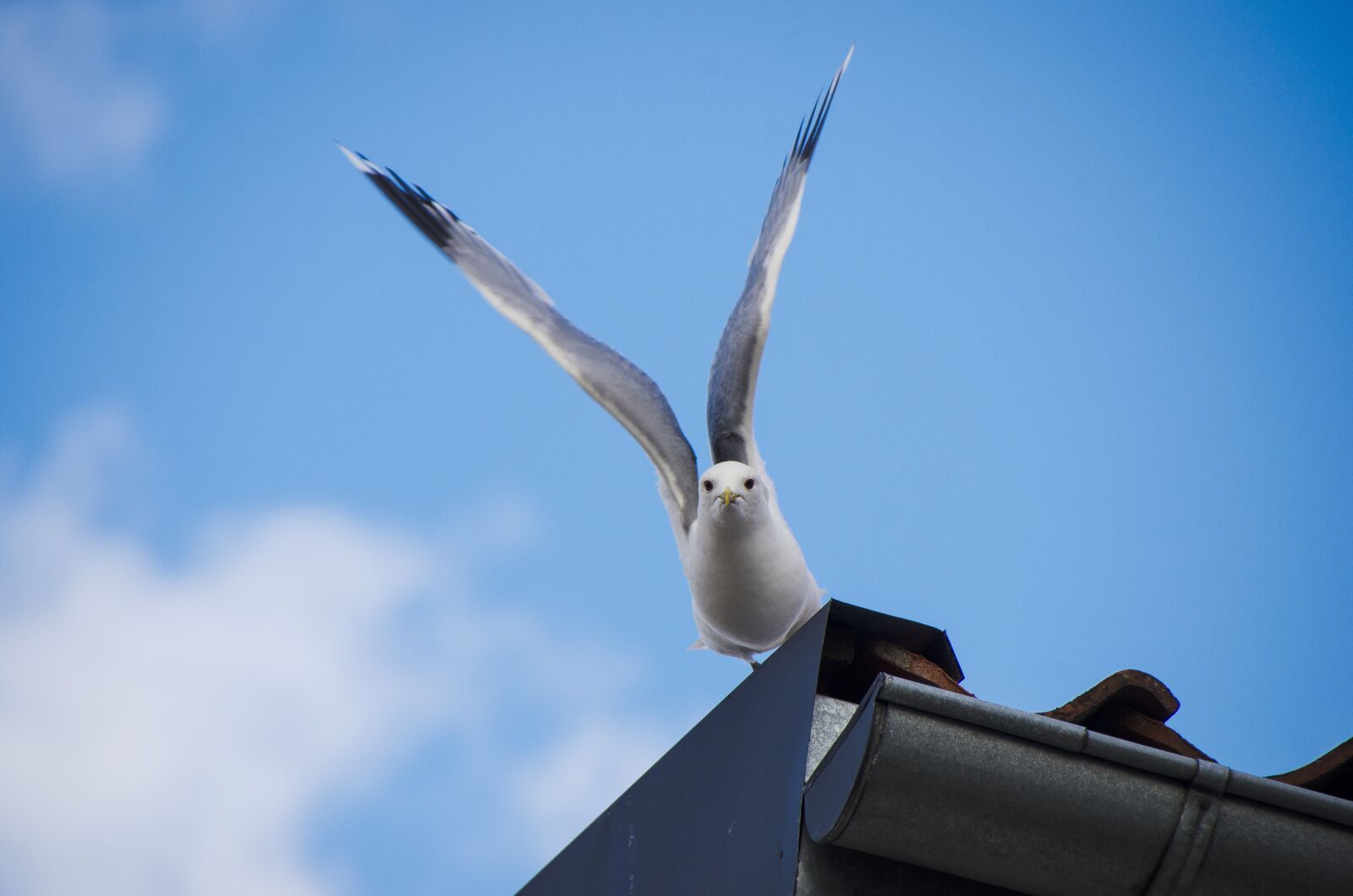Nikon D7000 sample photo. Seagull, summer, bird photography