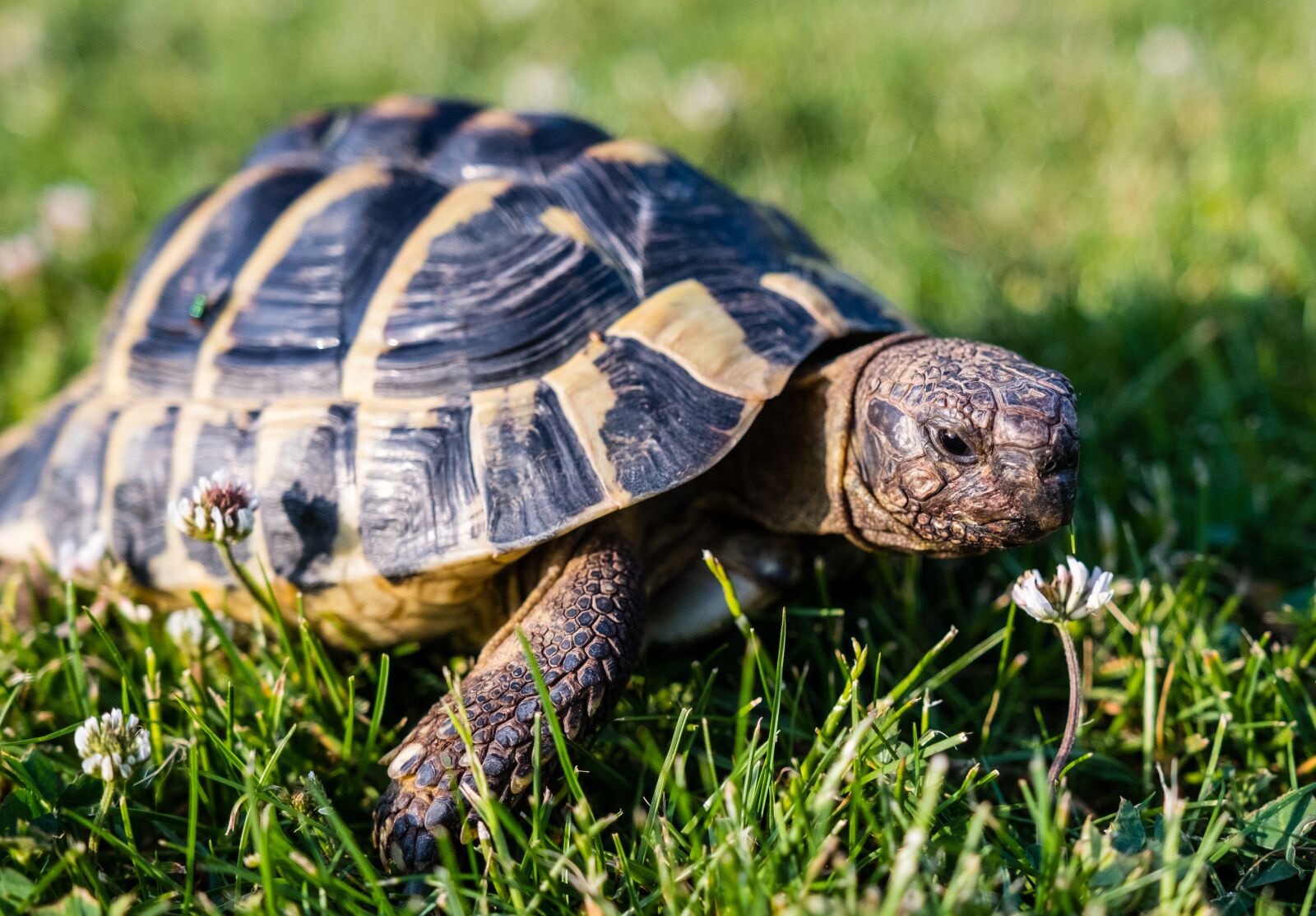 Fujifilm X-T2 sample photo. Turtle, greek tortoise, reptile photography