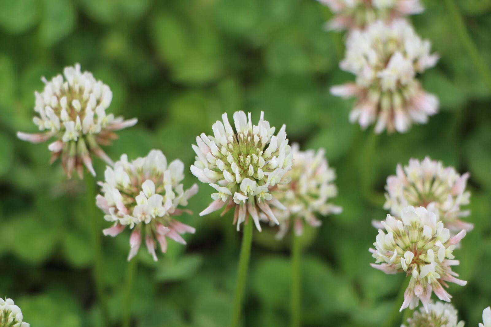 Canon EOS 650D (EOS Rebel T4i / EOS Kiss X6i) sample photo. Shamrock, shamrock flowers, clover photography