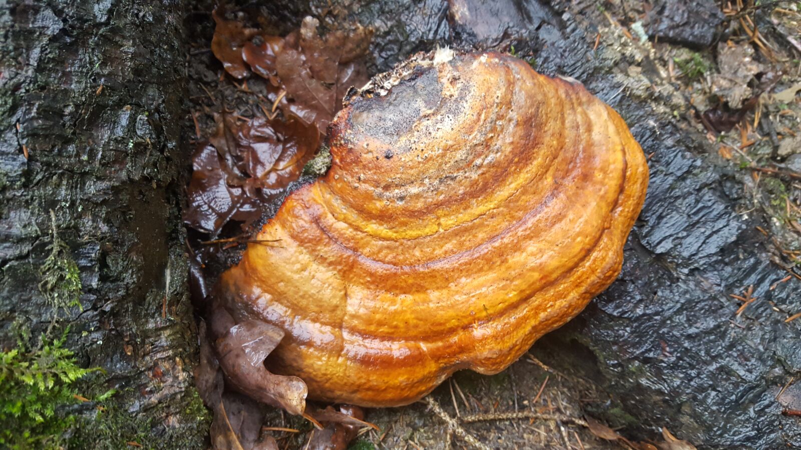 Samsung Galaxy S6 sample photo. Wooden, sponge, brown photography