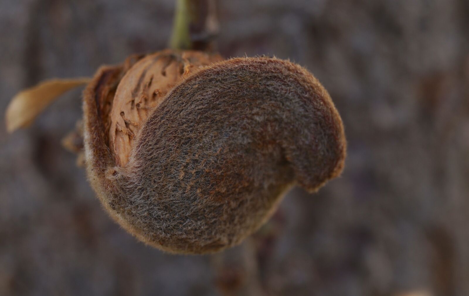 Sony DT 18-55mm F3.5-5.6 SAM II sample photo. Almond, almond tree, nature photography