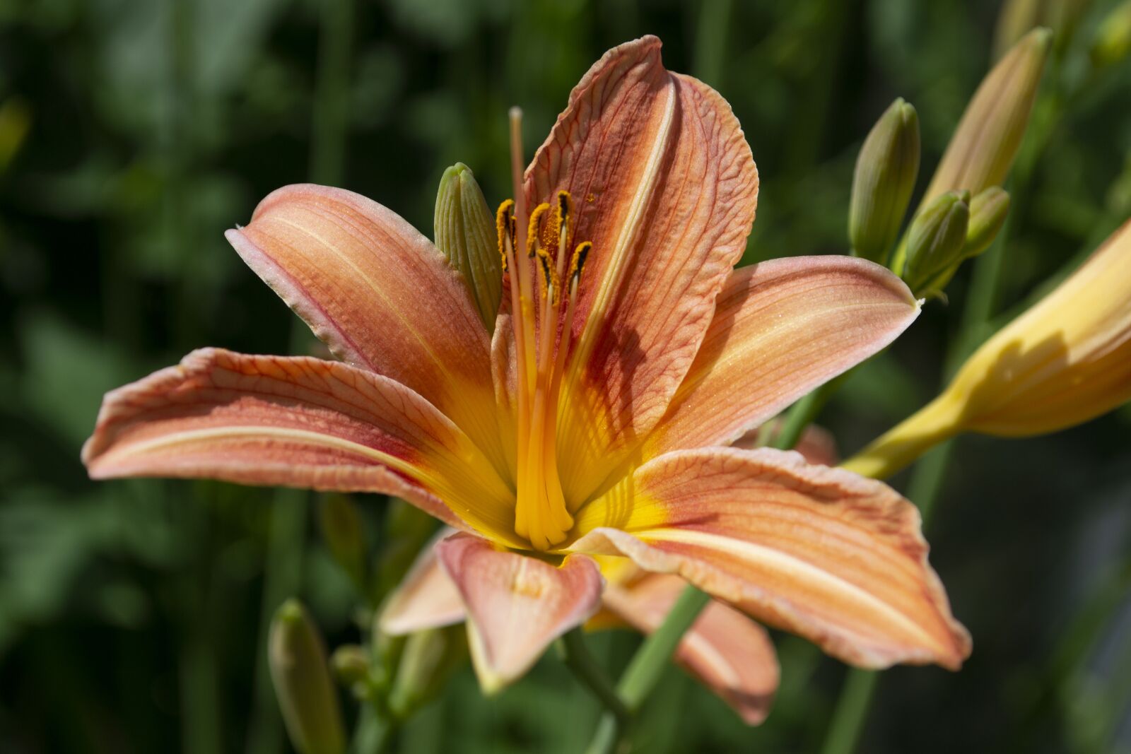 Nikon D3100 sample photo. Flower, summer, orange photography