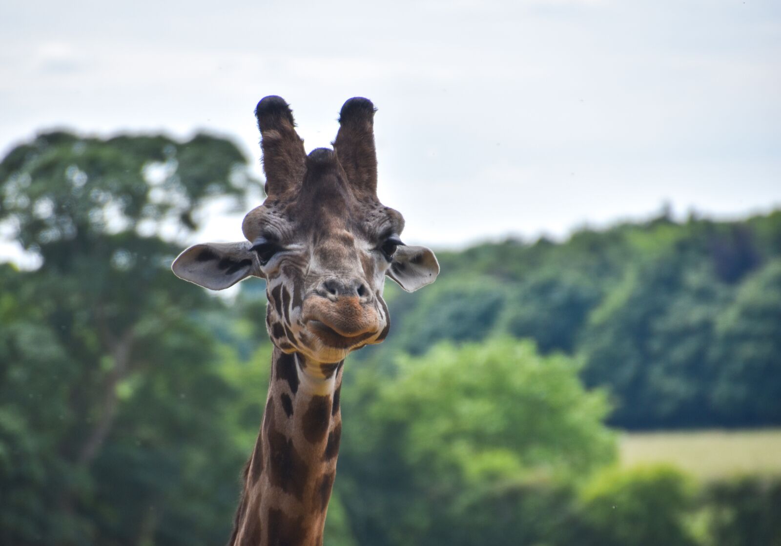 Nikon D5500 sample photo. Giraffe, animal, wild photography