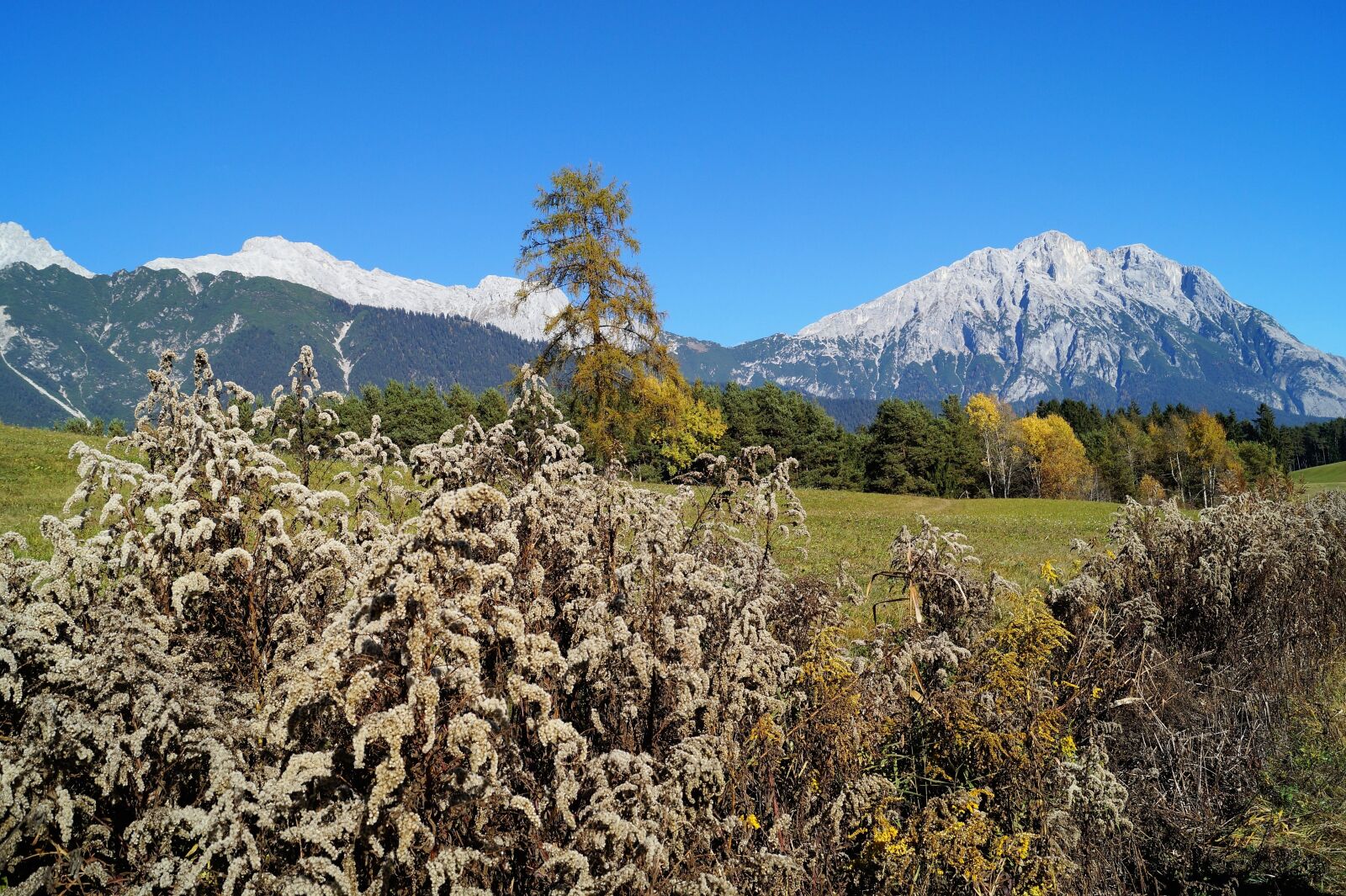 Sony DT 18-55mm F3.5-5.6 SAM II sample photo. Autumn, blue sky, tree photography