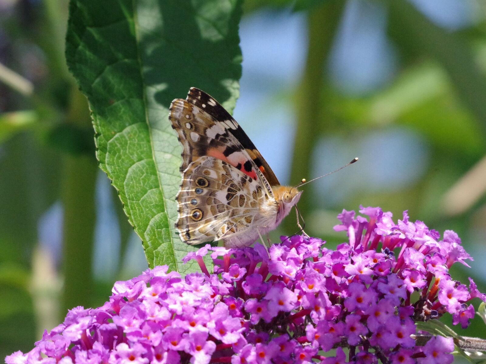 Pentax K-70 sample photo. Butterfly, vanessa cardui, insect photography