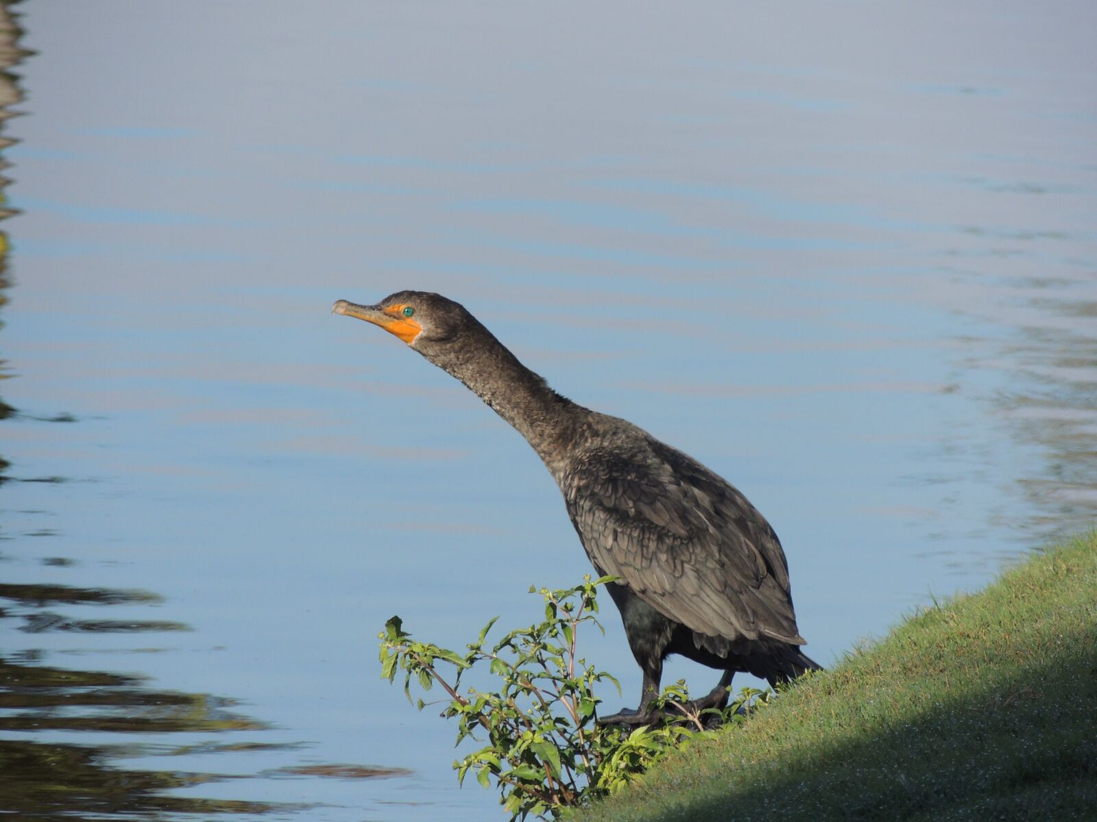 Nikon Coolpix P510 sample photo. Lake, bird, water photography