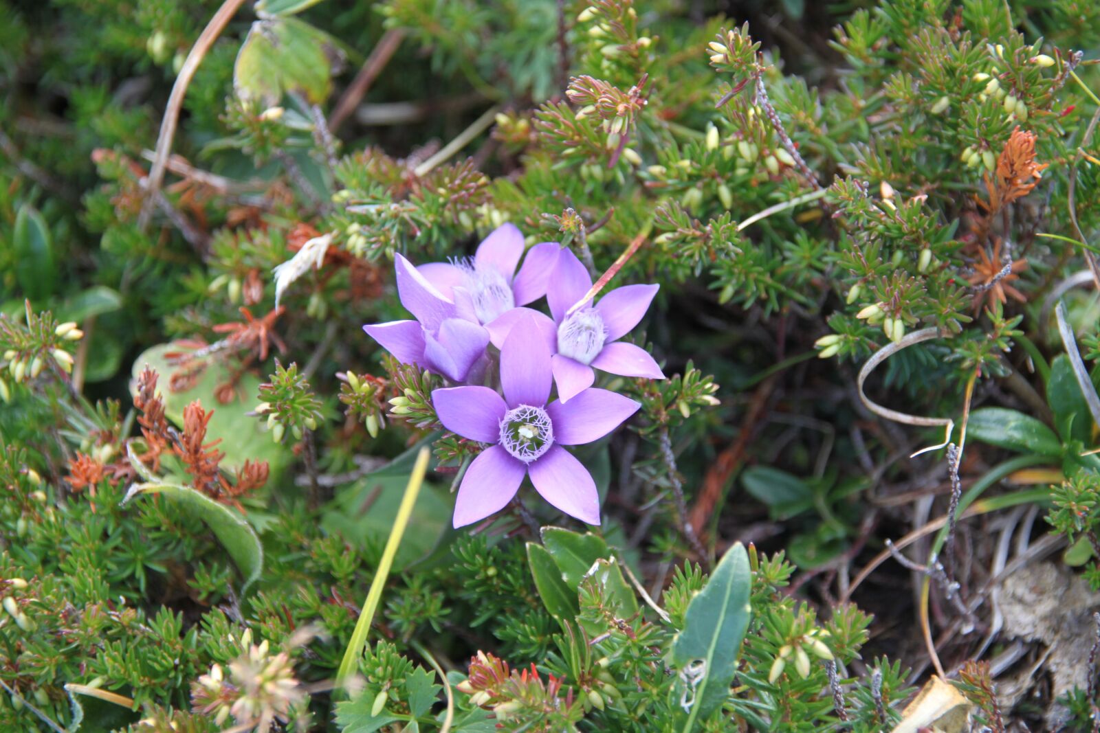 Canon EOS 500D (EOS Rebel T1i / EOS Kiss X3) sample photo. Flower, flowers, baldo photography