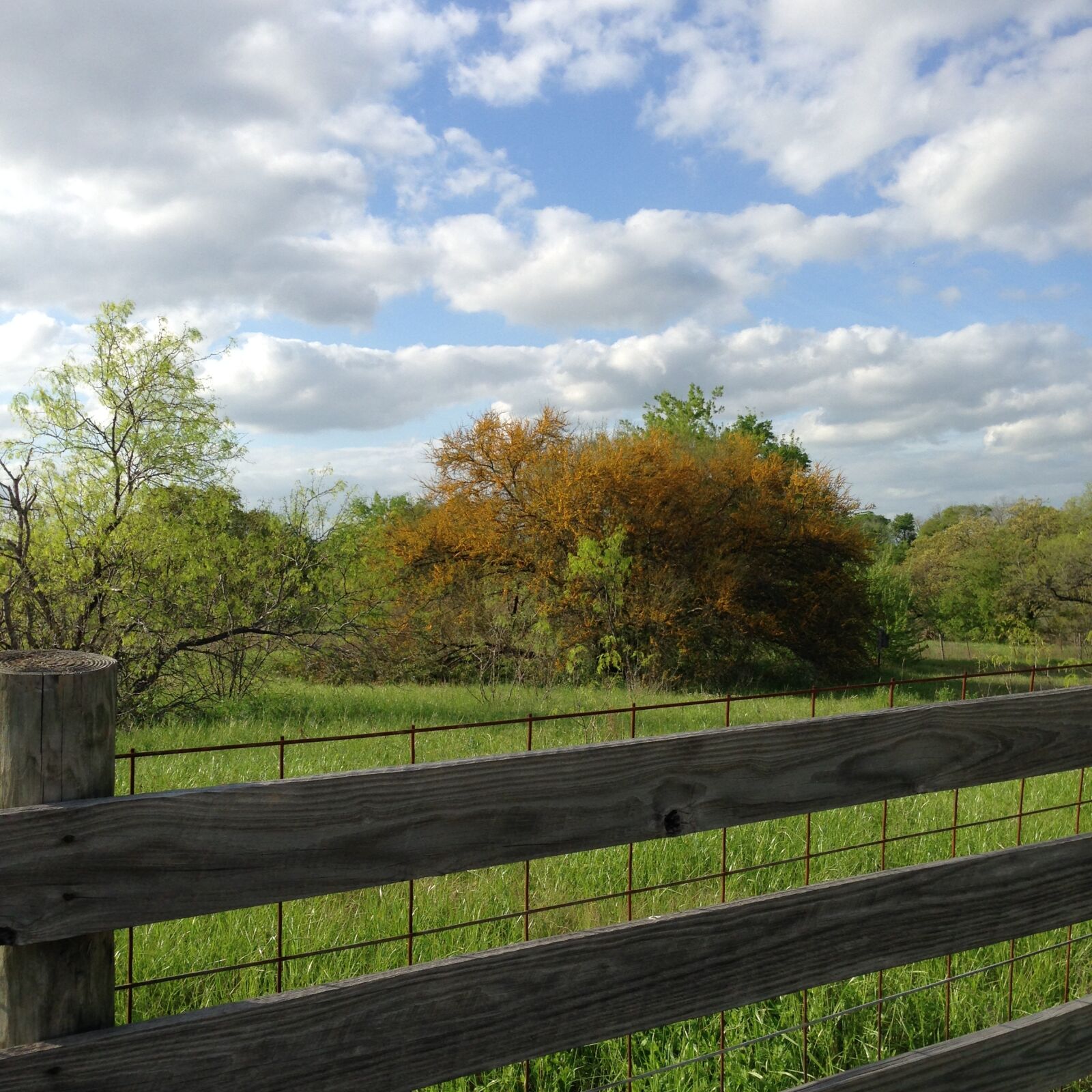 iPhone 5c back camera 4.12mm f/2.4 sample photo. Field, tree, yellow photography