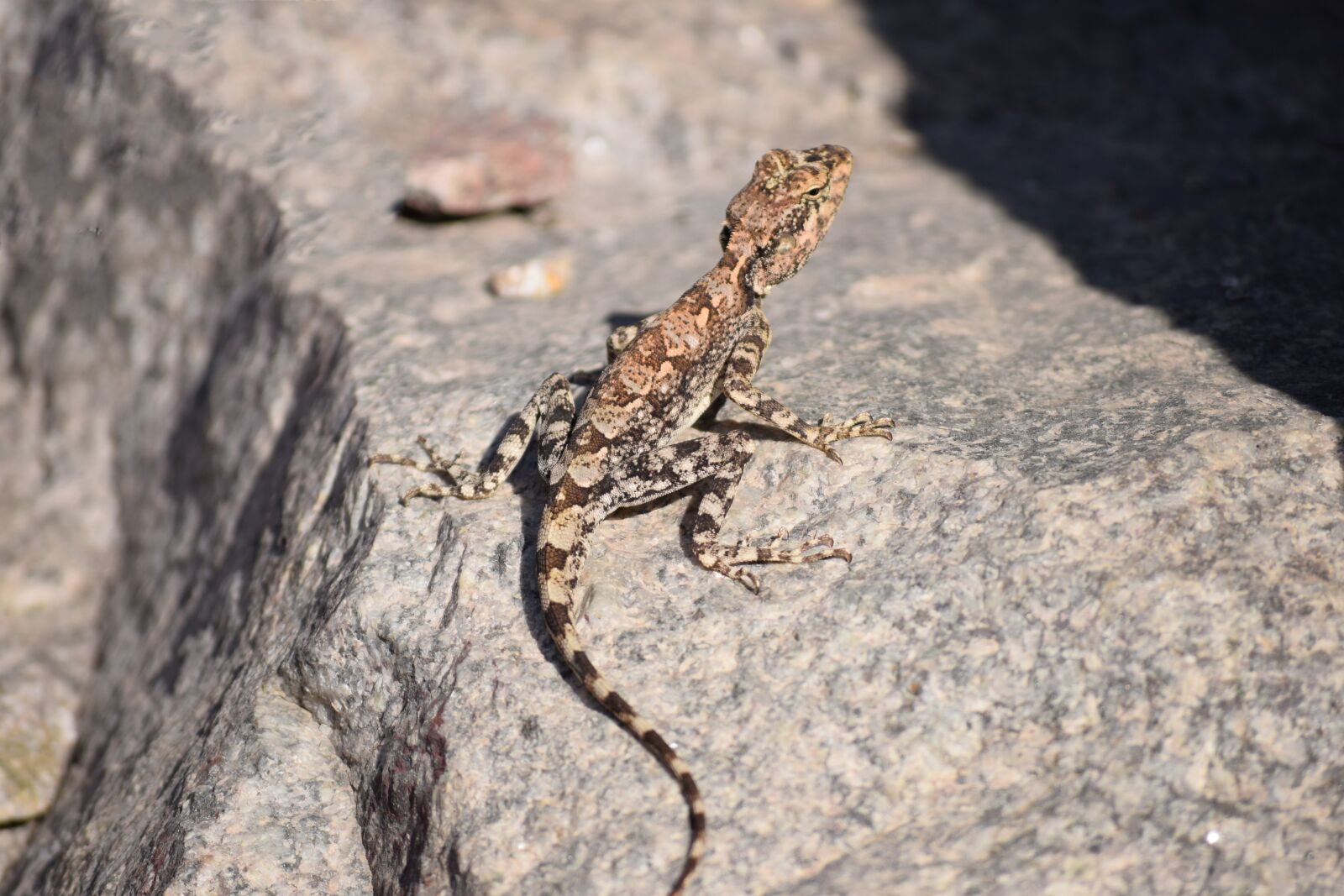 Nikon D3300 sample photo. Mountain lizard, unique color photography