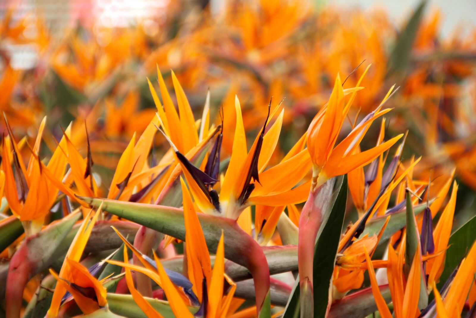 Canon EOS 60D sample photo. Paradise flower, king caudata photography