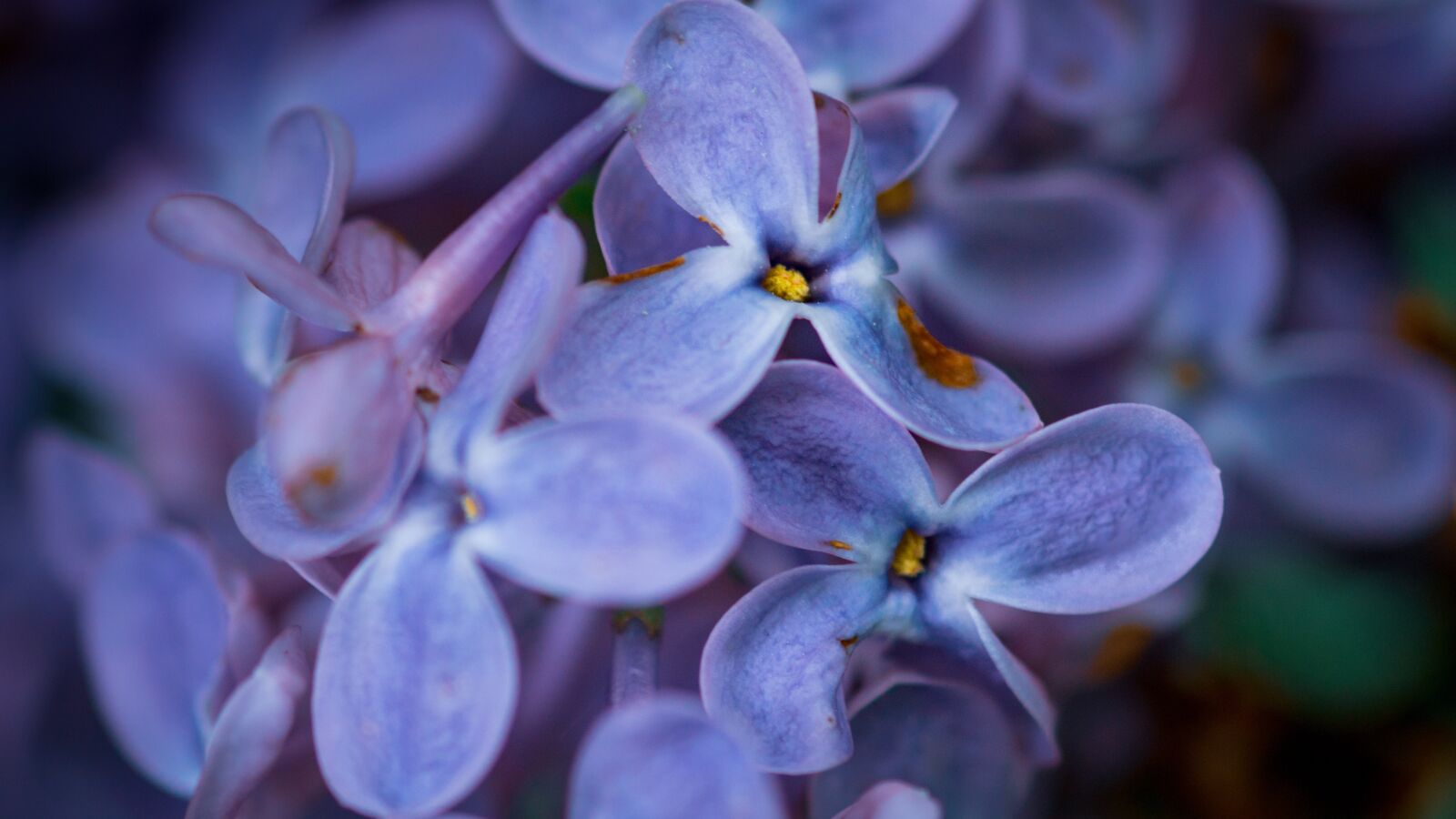 Sony SLT-A58 sample photo. Flowers, blossom, purple photography