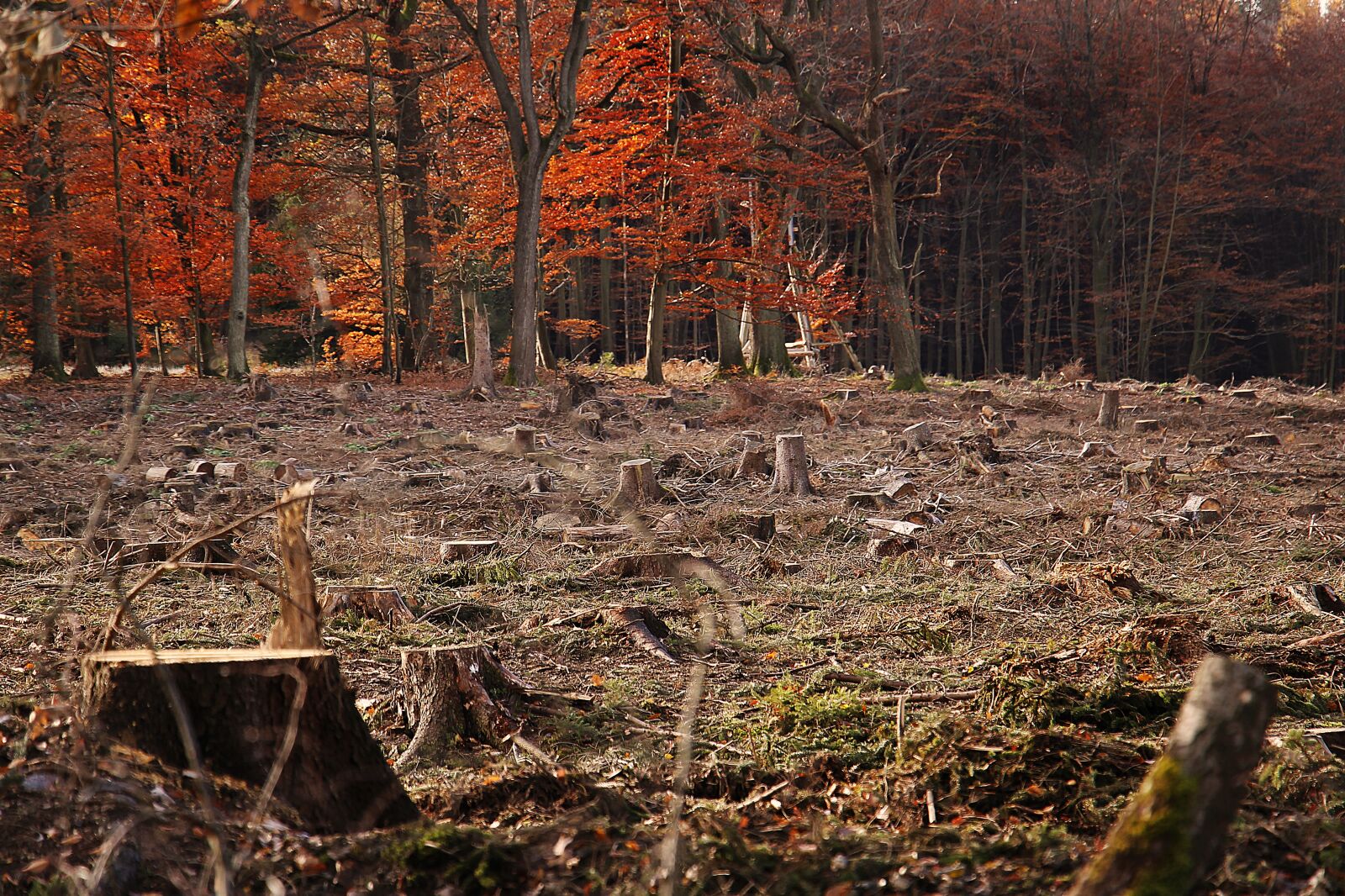 Canon EOS 100D (EOS Rebel SL1 / EOS Kiss X7) sample photo. Forest, autumn, grubbing-up photography