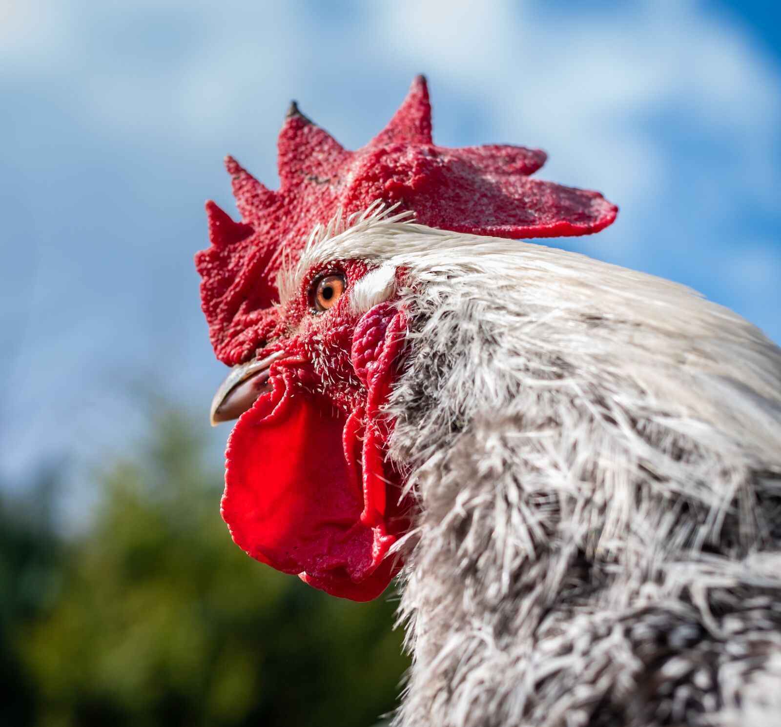 Nikon D750 sample photo. Hahn, poultry, farm photography