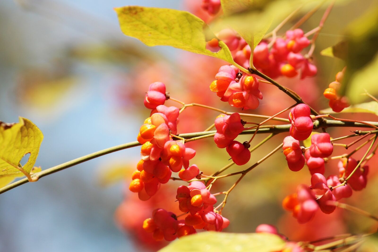 Canon EF-S 55-250mm F4-5.6 IS II sample photo. Spindle, autumn, light photography