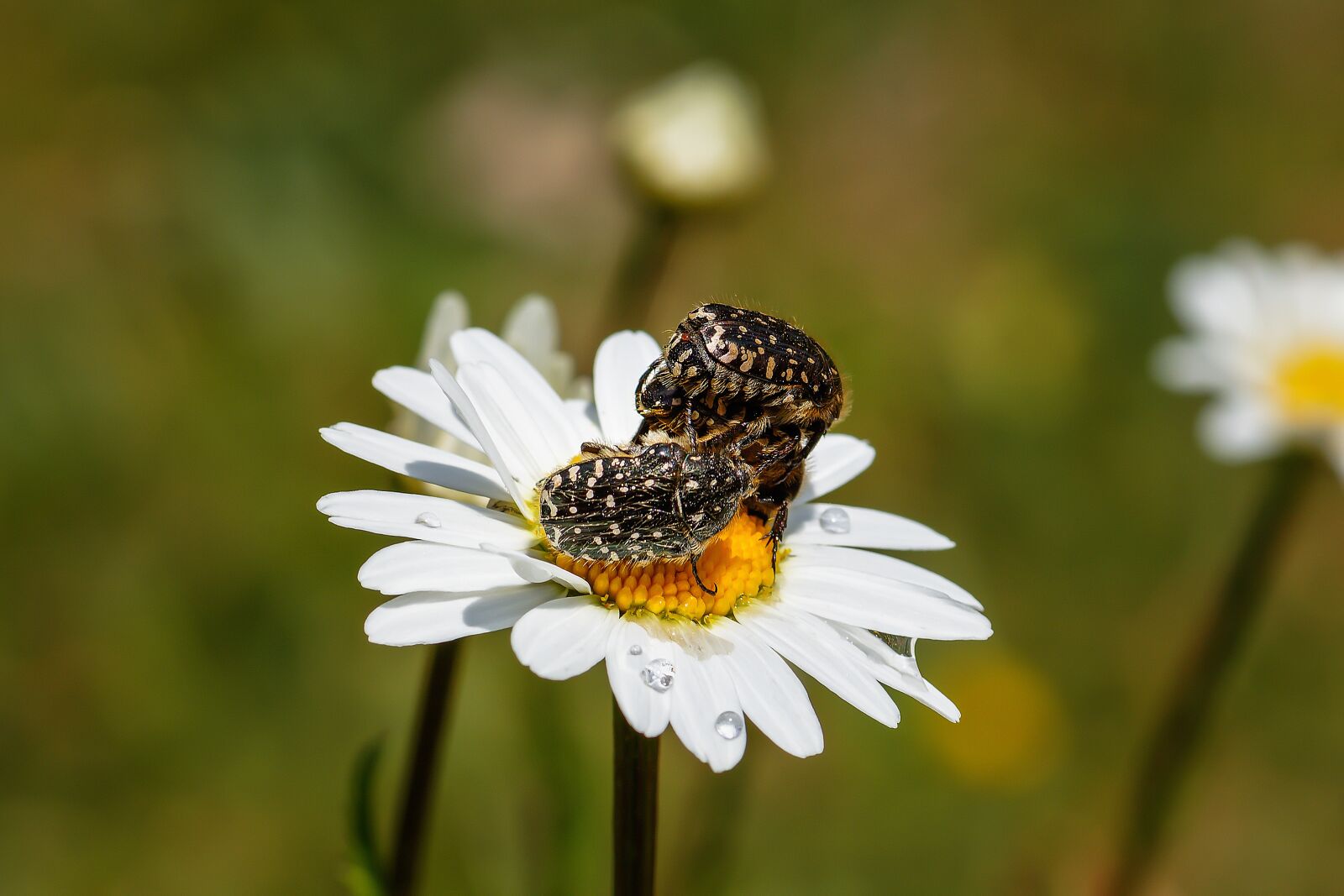 Nikon D7200 sample photo. Grief rose beetle, insect photography