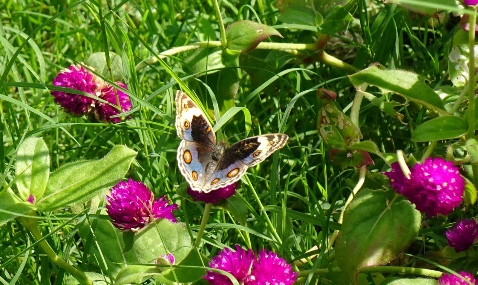 Sony DSC-WX800 sample photo. Butterfly, blue pansy, insect photography