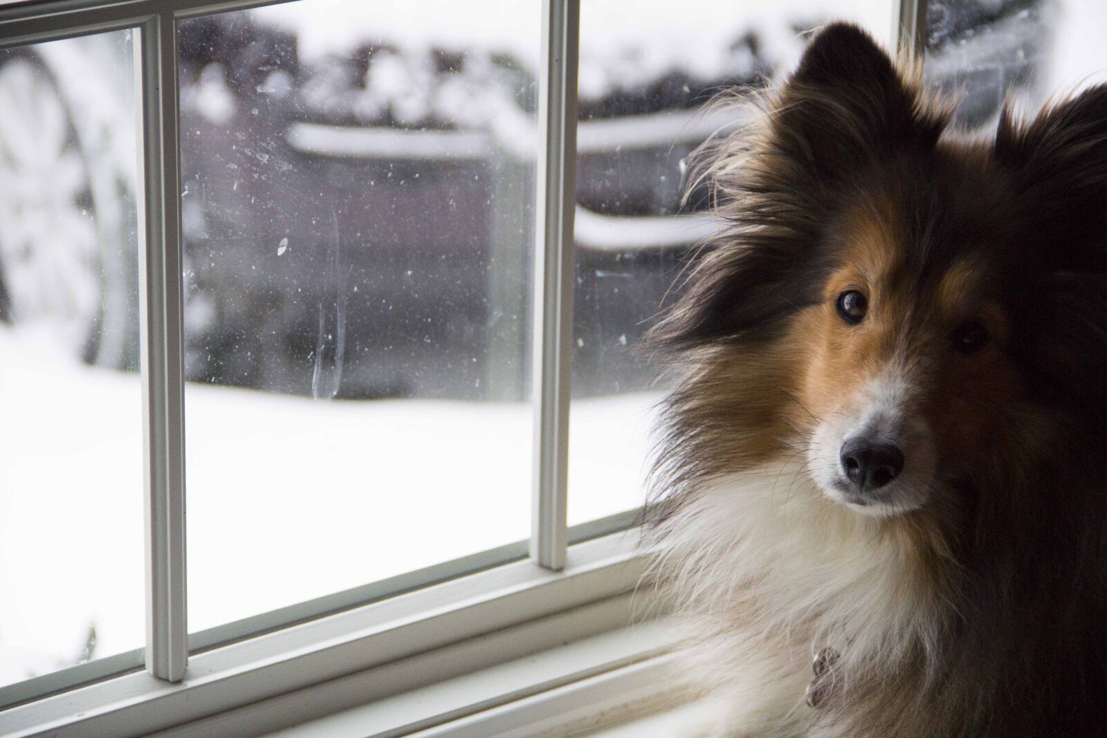 Canon EOS 60D sample photo. Dog, sheltie, shetland sheepdog photography