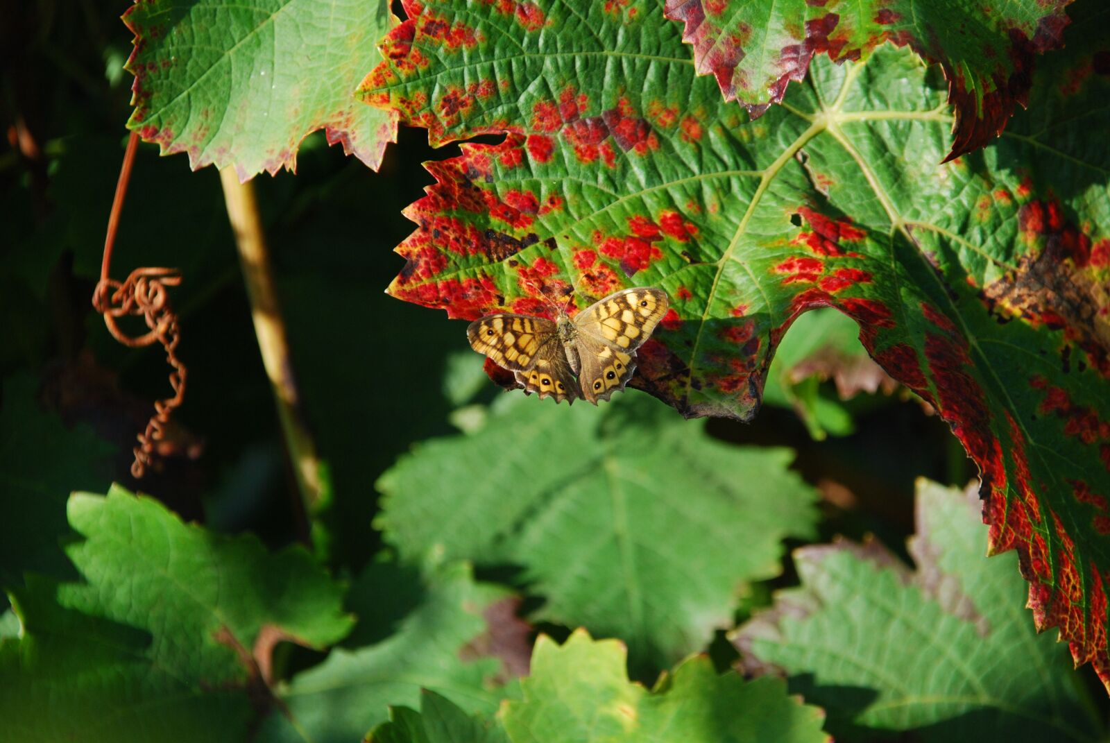 Nikon D40X sample photo. Leaf, vine, butterfly photography