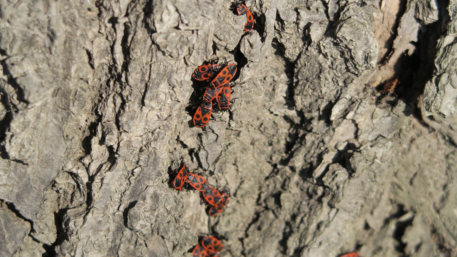 Canon PowerShot G5 X sample photo. Spring, beetles, nature photography
