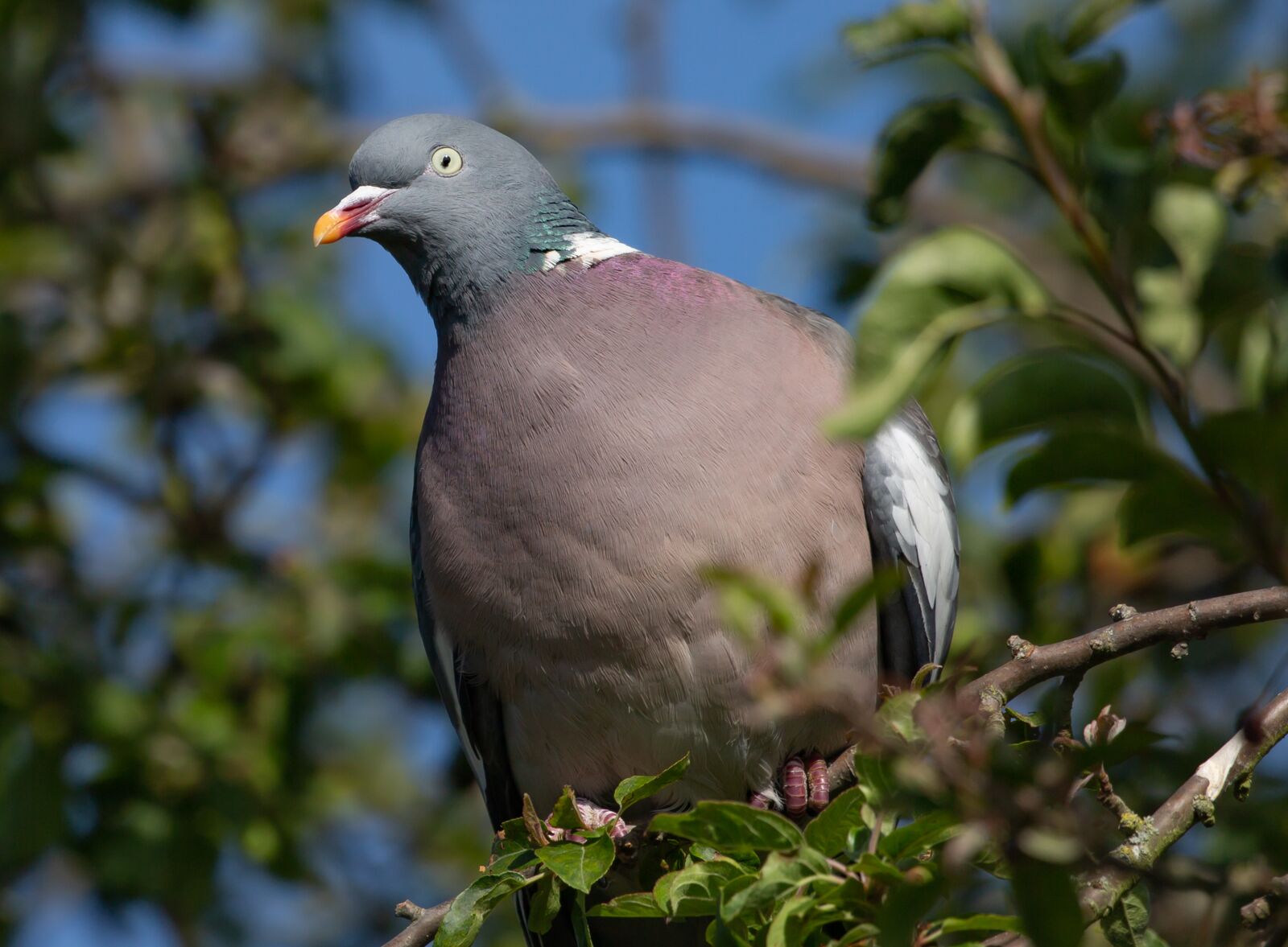 Canon EOS 5D Mark III sample photo. Wood pigeon, pigeon in photography