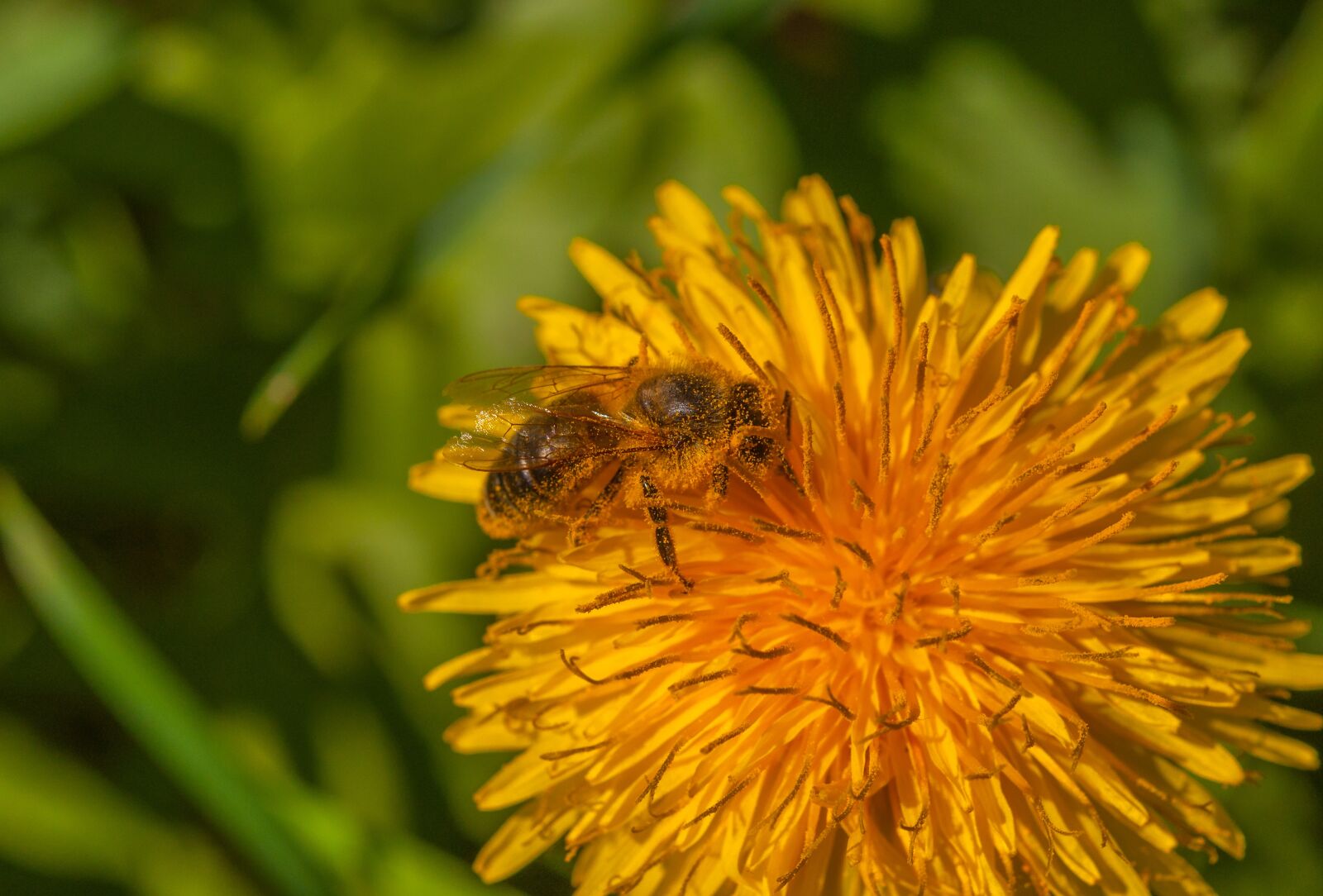 Nikon D5000 sample photo. Bee, flower, dandelion photography