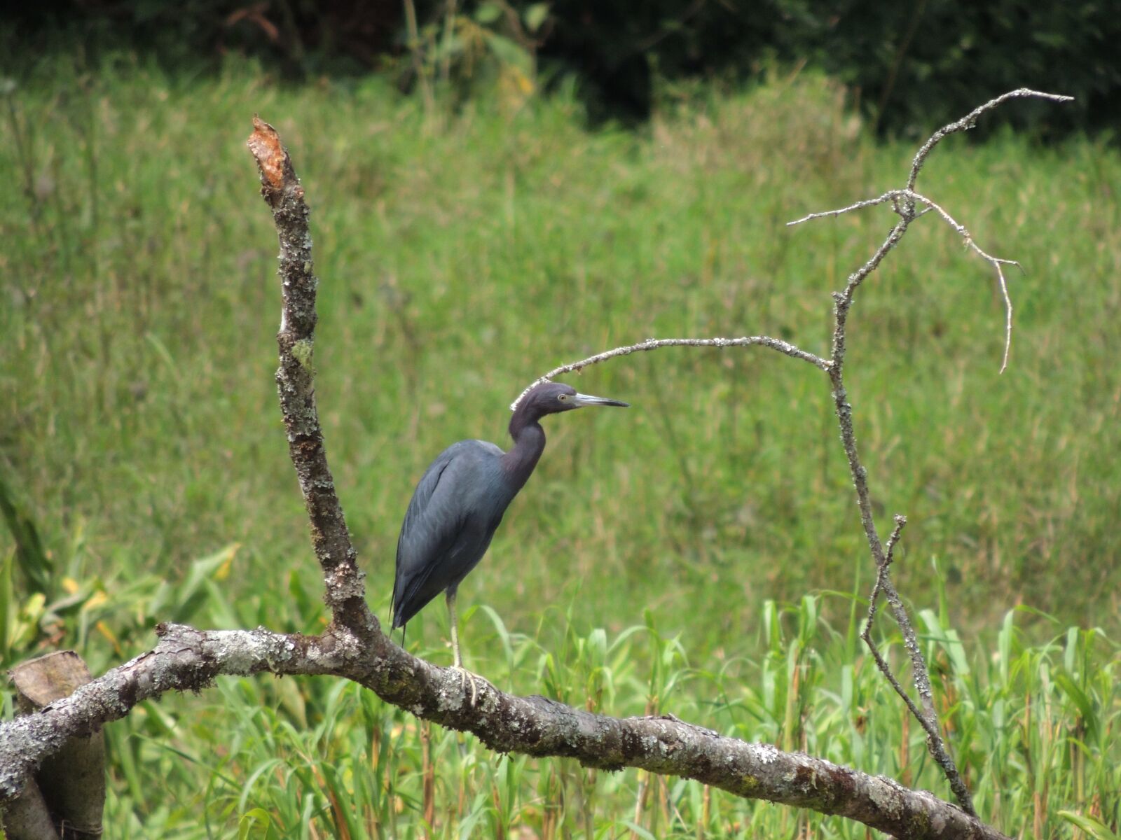 Nikon Coolpix P510 sample photo. Fauna, ave, bird photography