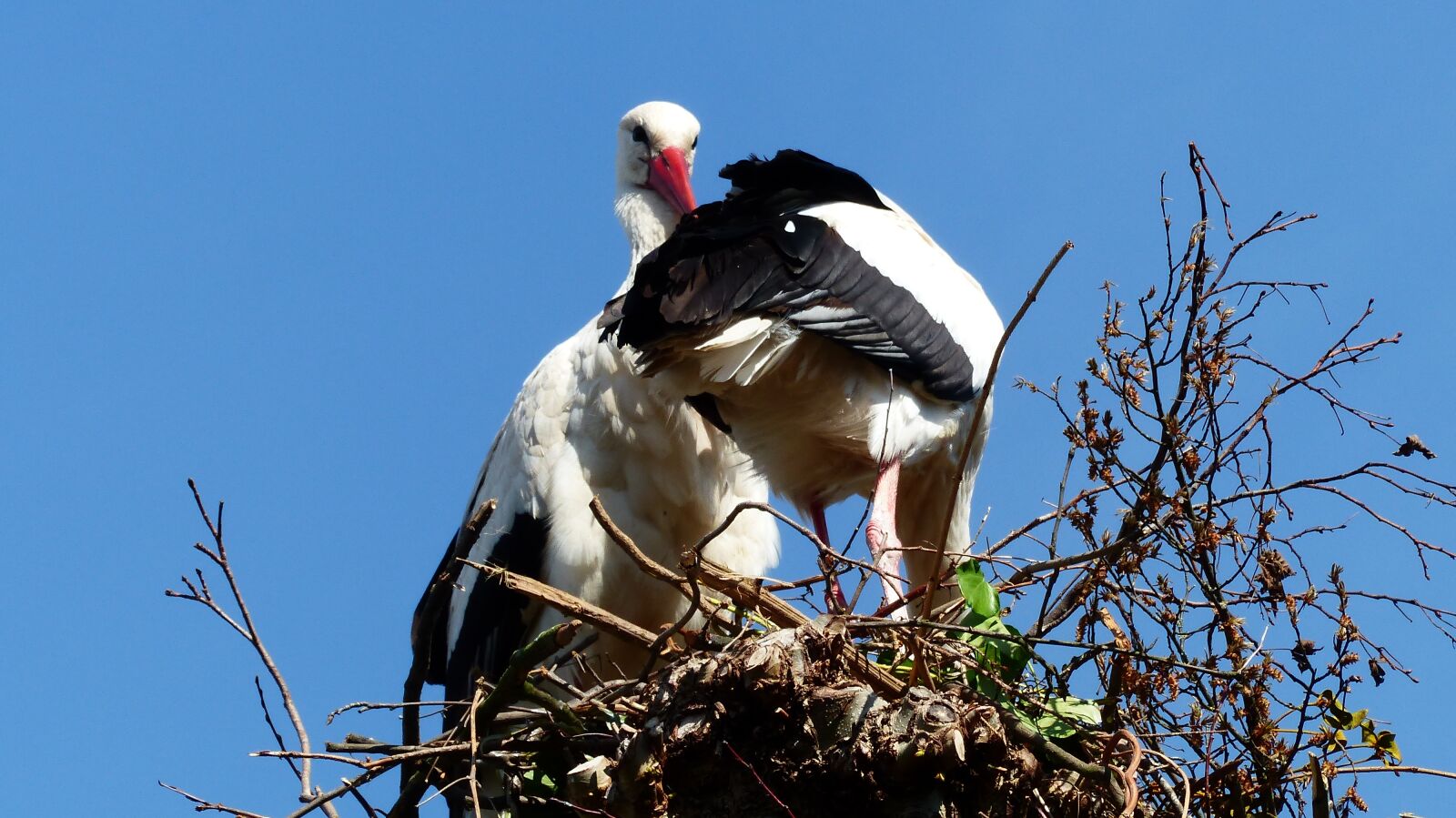 Panasonic Lumix DMC-FZ200 sample photo. Stork, nest, bird photography