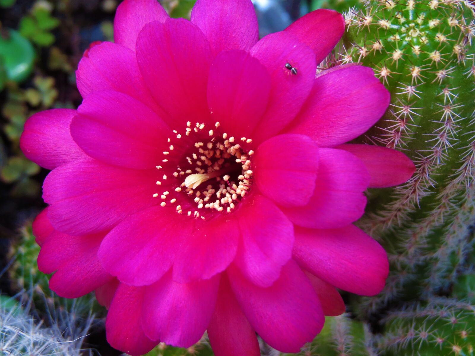 Canon PowerShot SX50 HS sample photo. Flower, red, cactus photography
