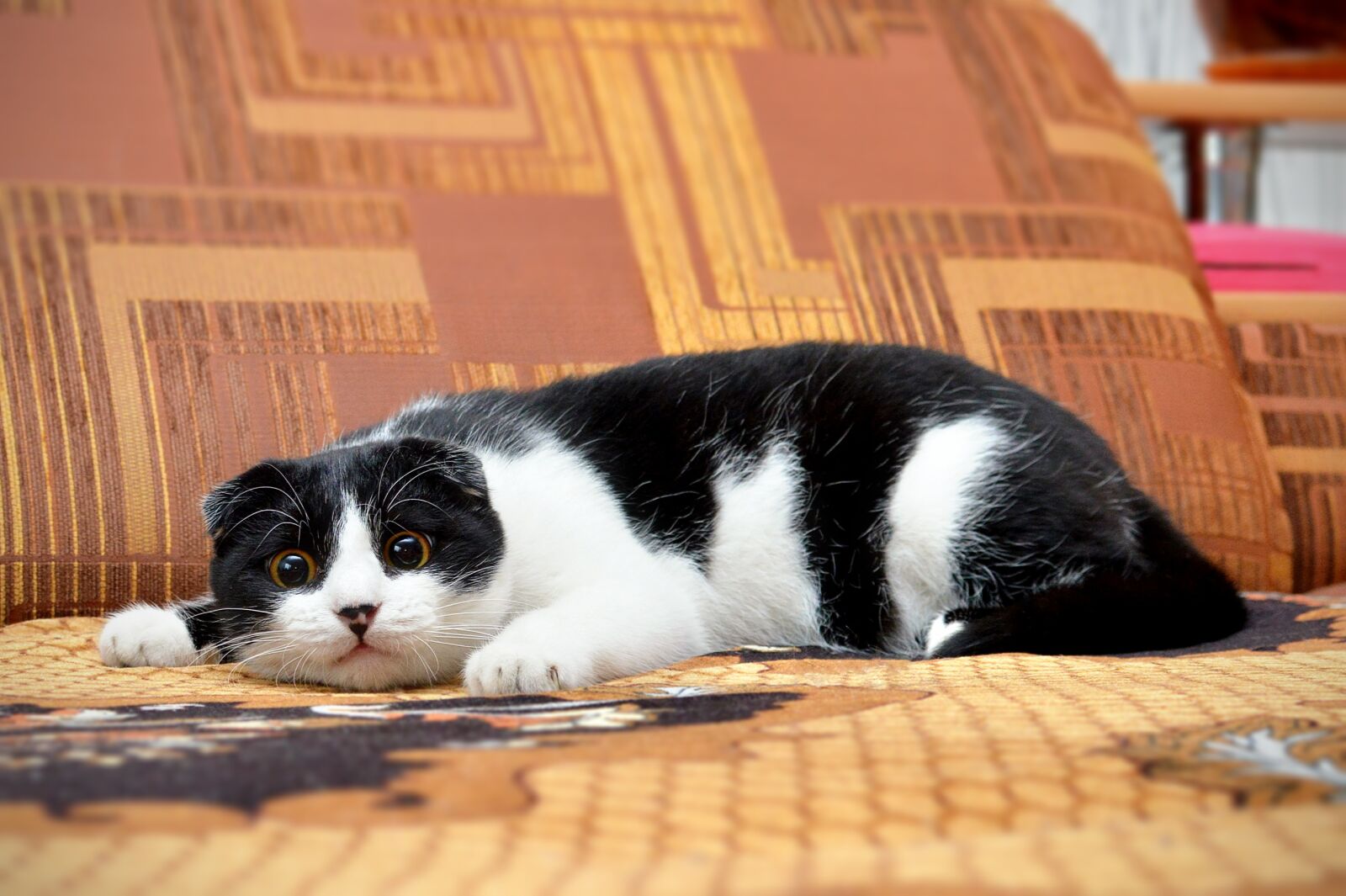Nikon D3200 sample photo. Cat, hunting, young cat photography