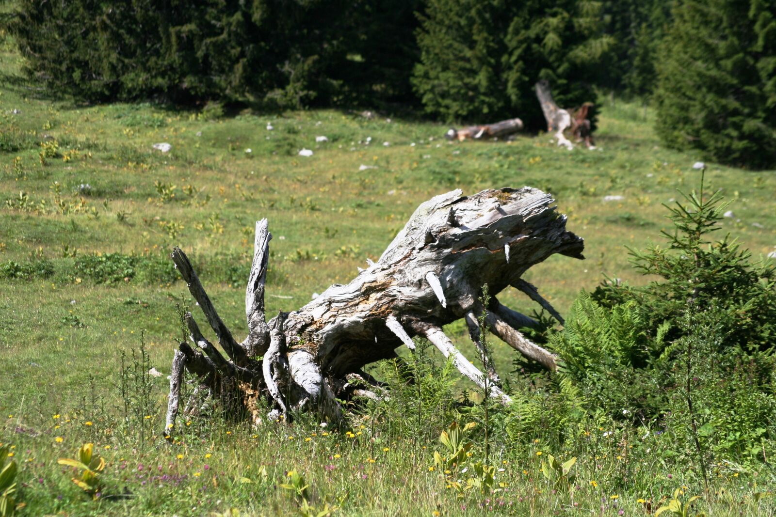 Canon EOS 350D (EOS Digital Rebel XT / EOS Kiss Digital N) sample photo. Nature, alm meadow, wood photography