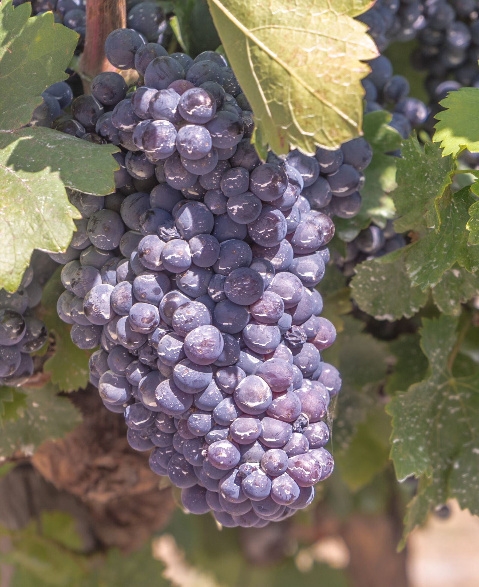Sony a7R sample photo. Grapes, vine, parra photography