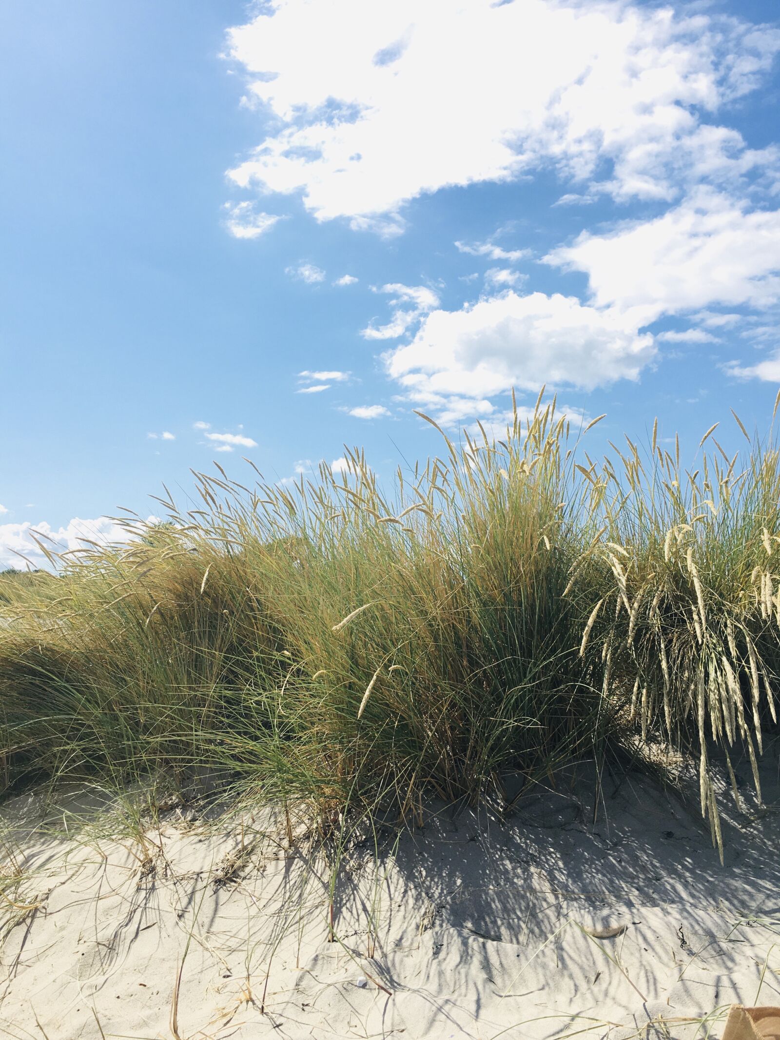 iPhone 6s back camera 4.15mm f/2.2 sample photo. Beach, beach grass, baltic photography