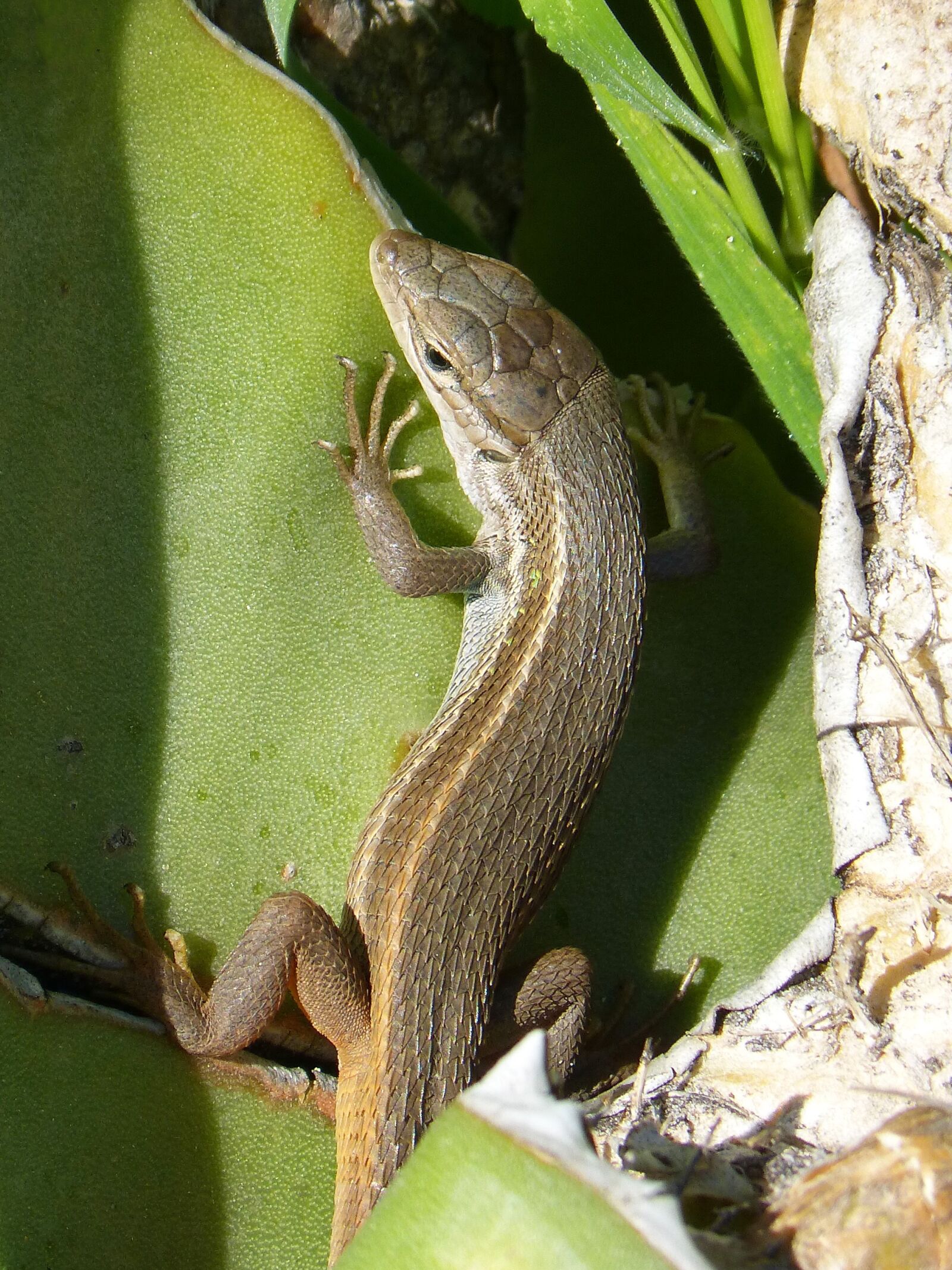 Panasonic DMC-FZ62 sample photo. Lizard, sargantana, reptile photography