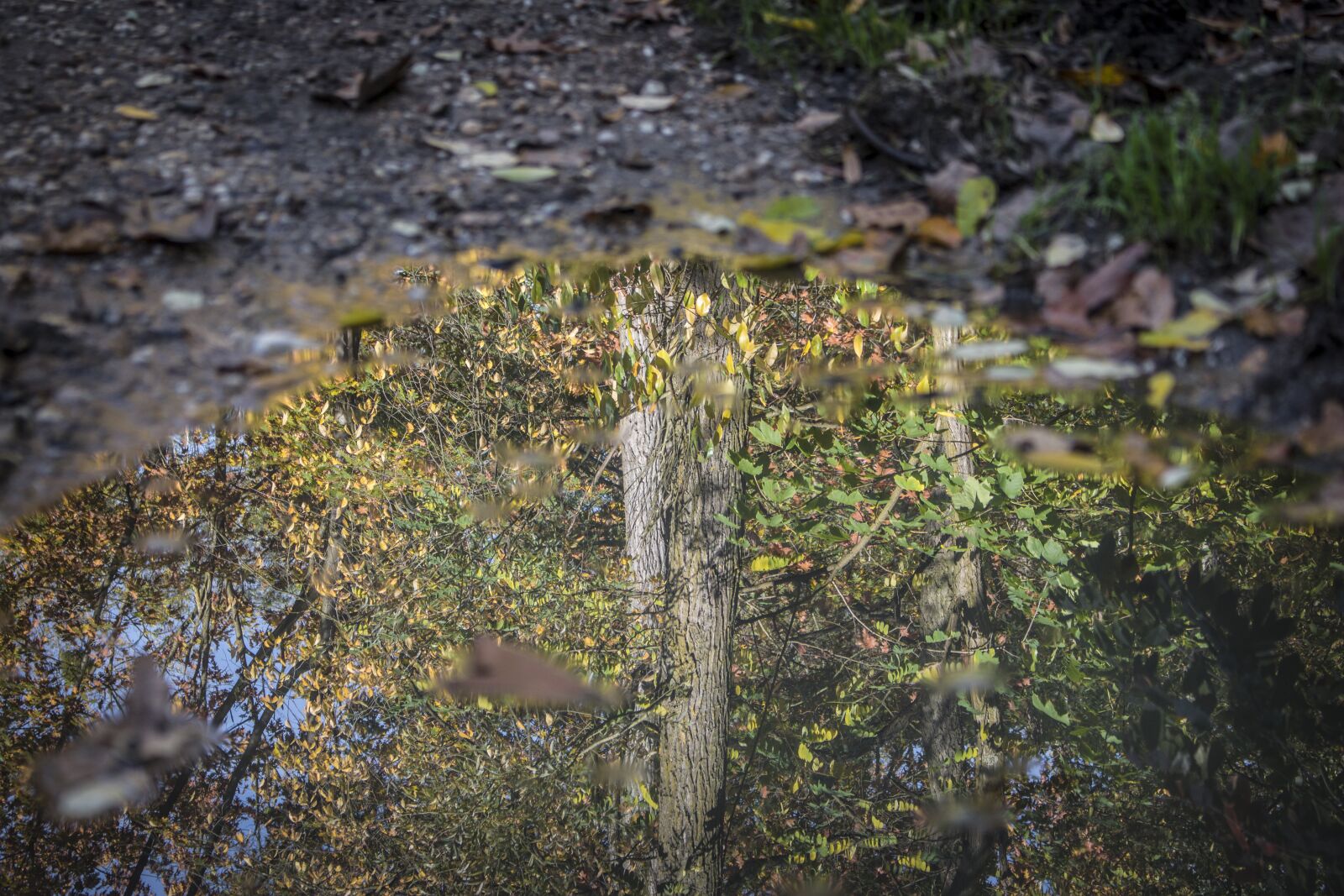 Canon EOS 70D + Canon EF-S 18-55mm F3.5-5.6 IS STM sample photo. Reflection, forest, puddle photography