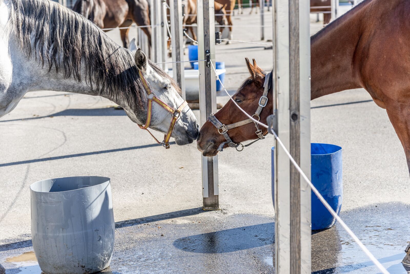 Nikon D750 sample photo. Horse, horses, together photography
