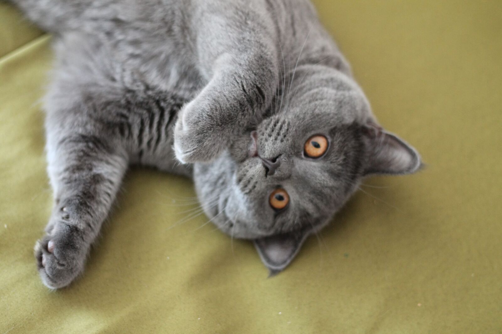 Canon EOS 1100D (EOS Rebel T3 / EOS Kiss X50) + Canon EF 50mm F1.8 II sample photo. Cat, british shorthair, funny photography