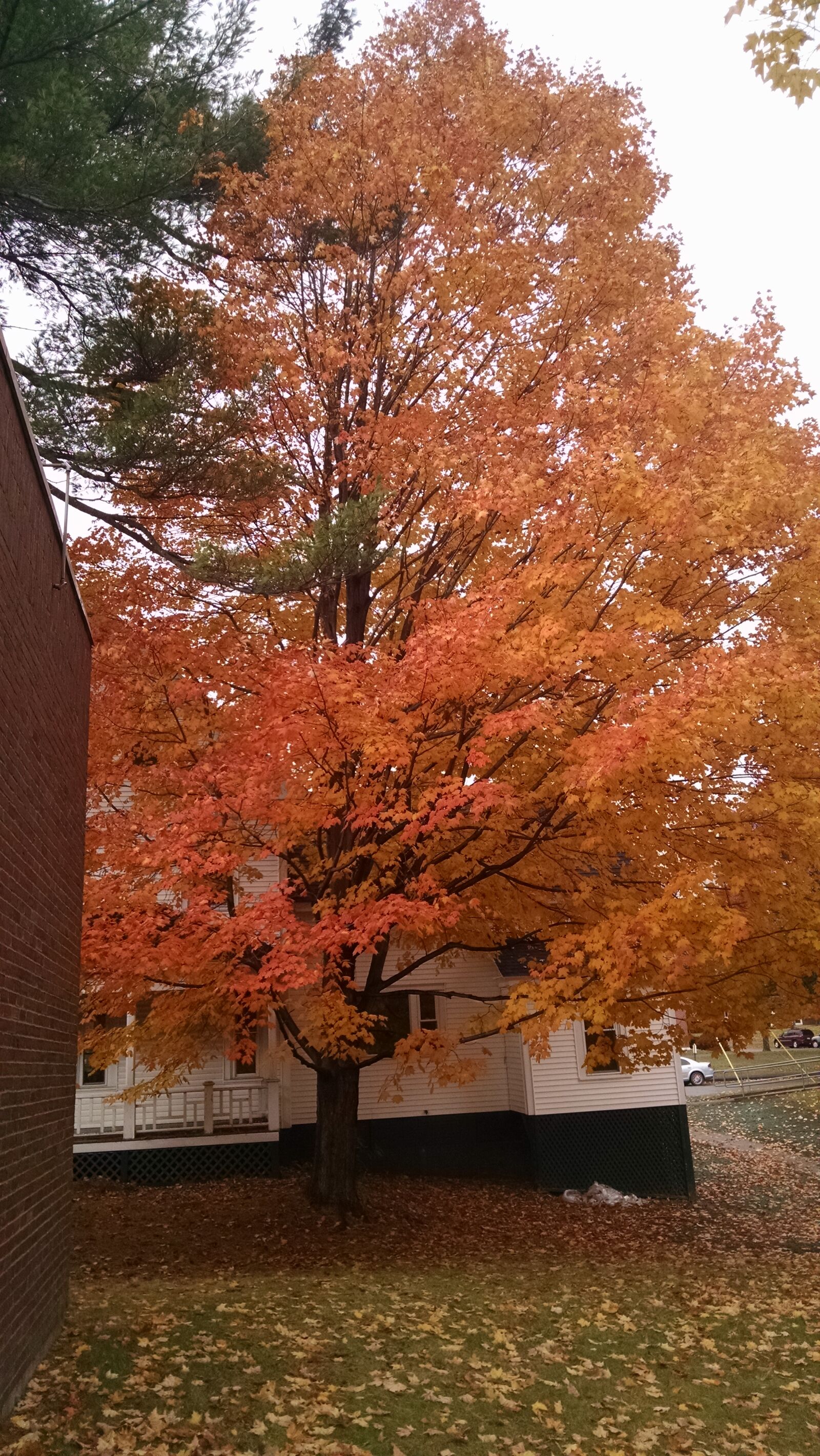 Motorola Moto X (1st Gen) sample photo. Fall, leaves, orange, tree photography