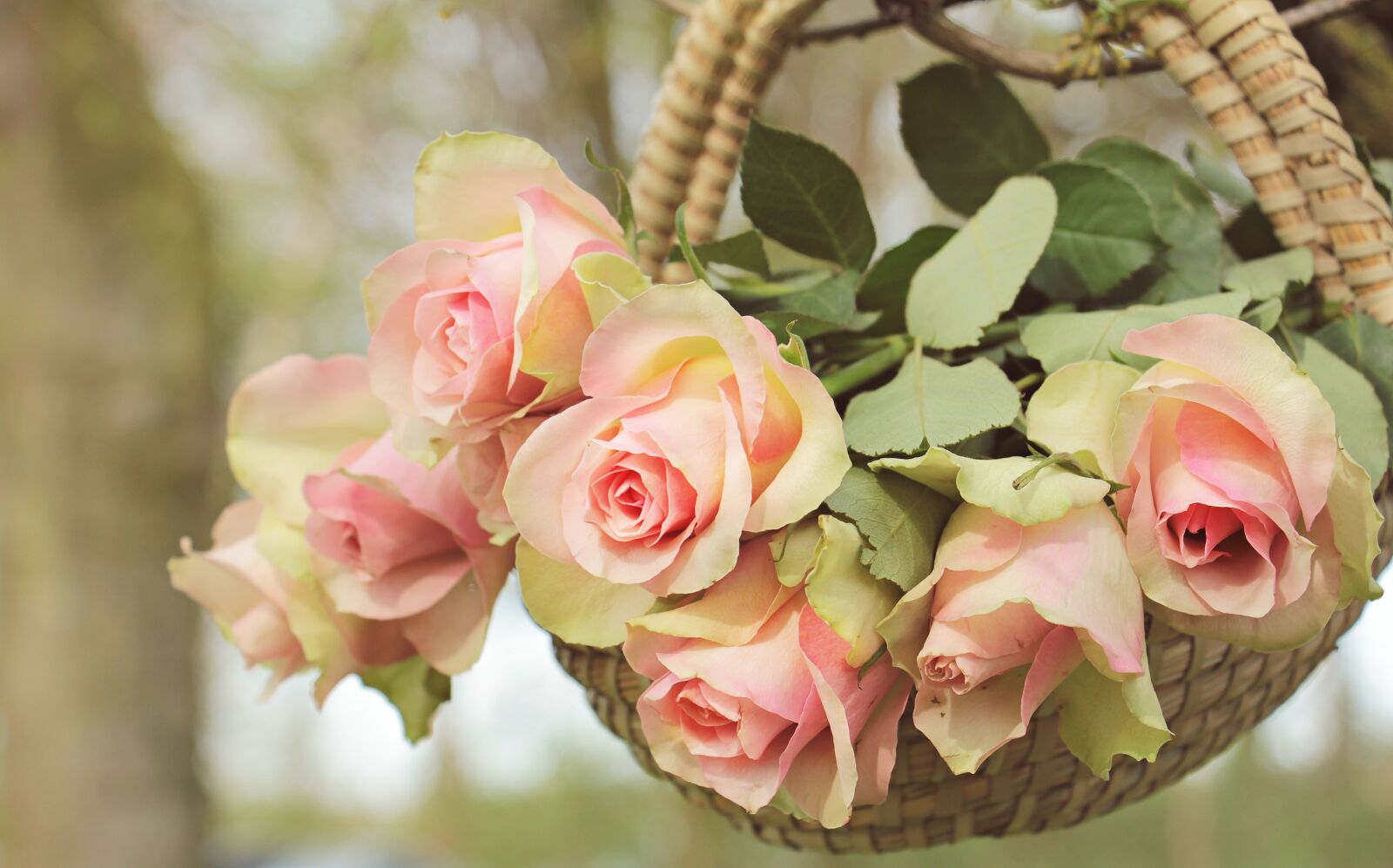 Canon EOS 550D (EOS Rebel T2i / EOS Kiss X4) sample photo. Roses, noble roses, basket photography