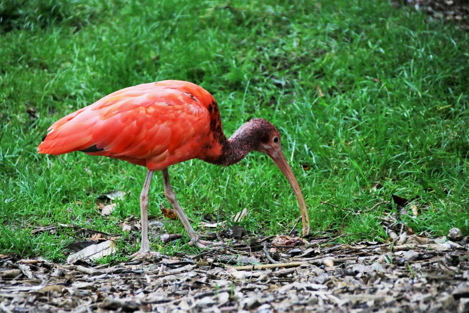 Canon EOS 760D (EOS Rebel T6s / EOS 8000D) sample photo. Red ibis, red bird photography