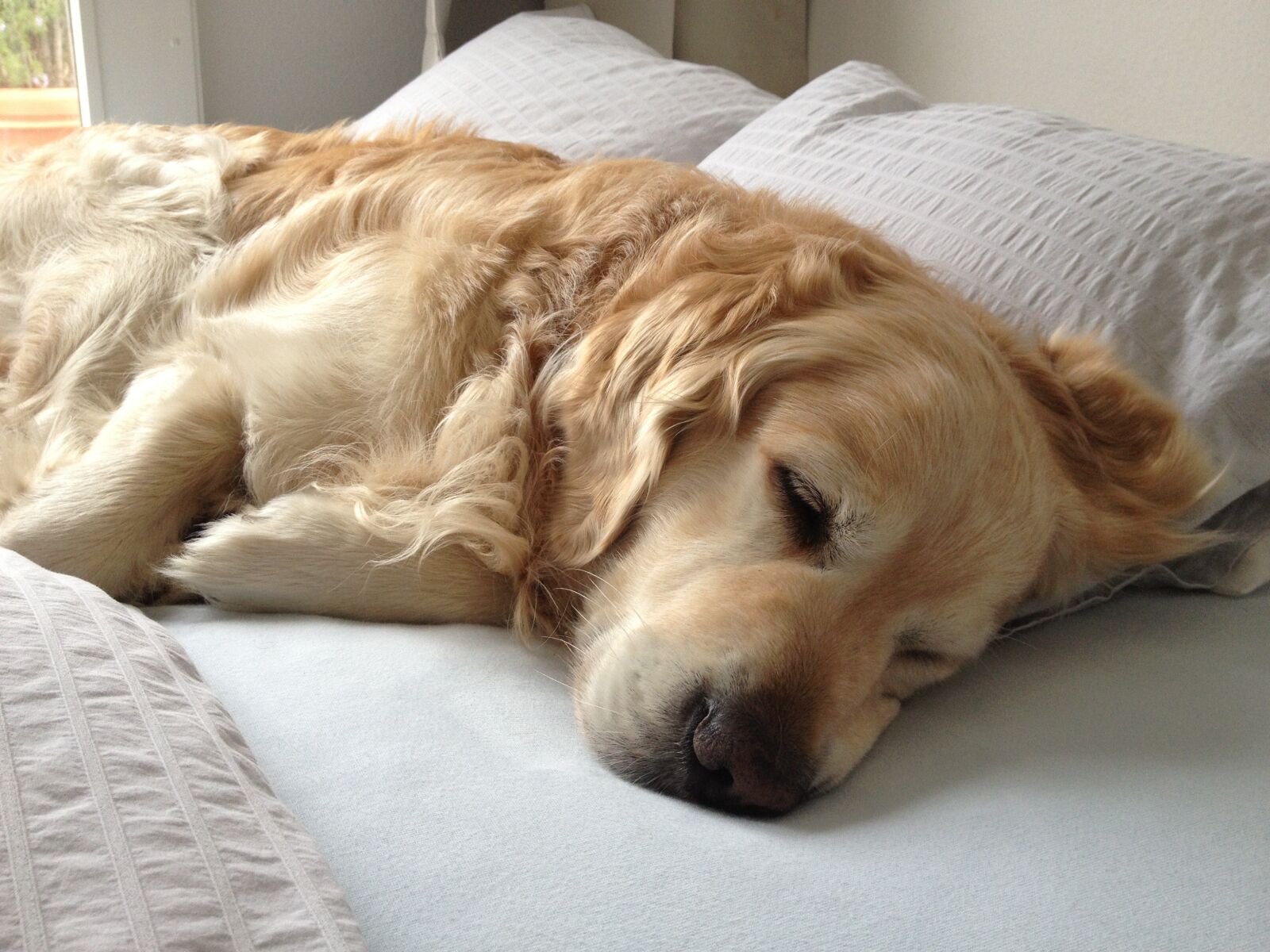 Apple iPhone 4S sample photo. Sleeping, dog, cute photography