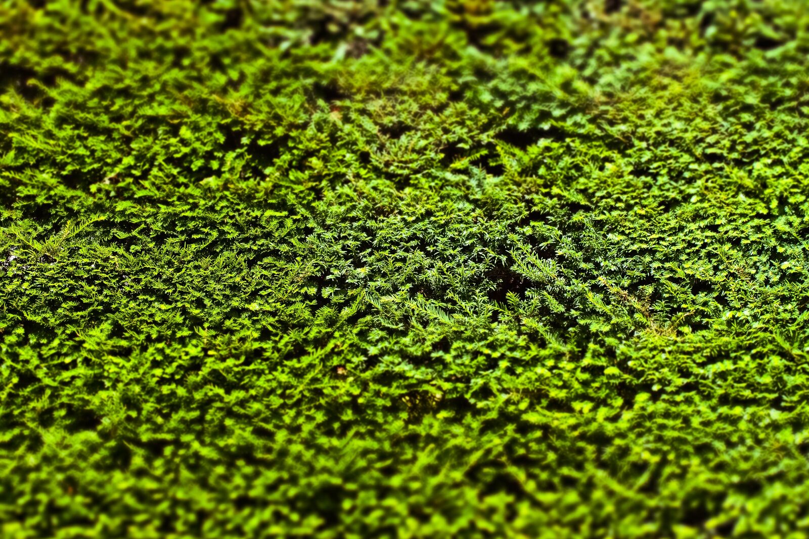Olympus OM-D E-M10 sample photo. Hedge, boxwood, garden photography