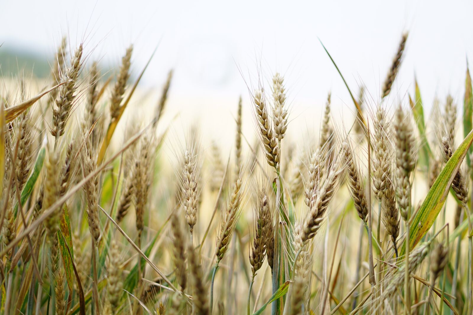 E 50mm F1.8 OSS sample photo. Wheat, wheat field, cornfield photography