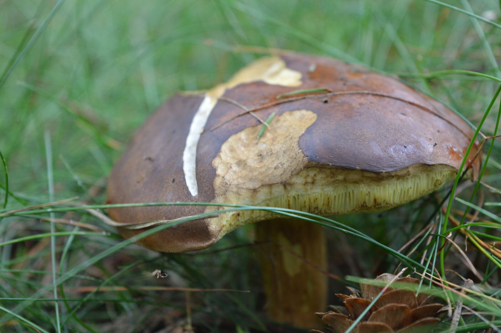Nikon D3200 sample photo. Porcini mushrooms, mushroom, forest photography