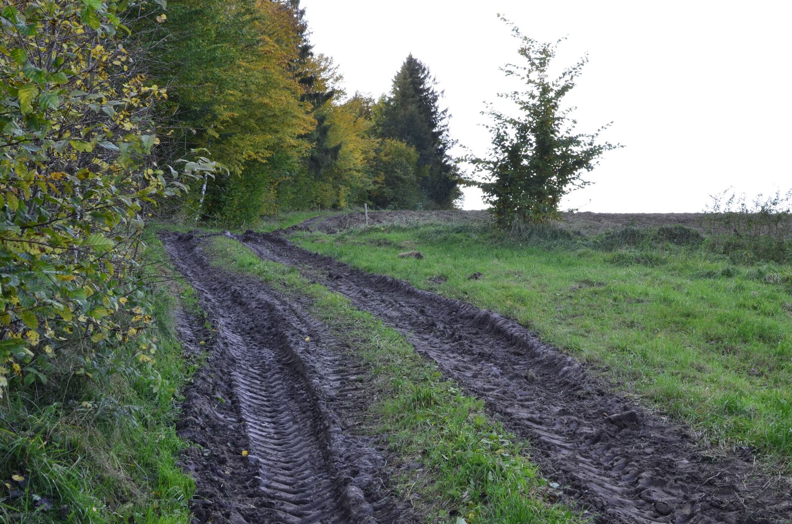 Nikon D5100 sample photo. Way, field, forest photography