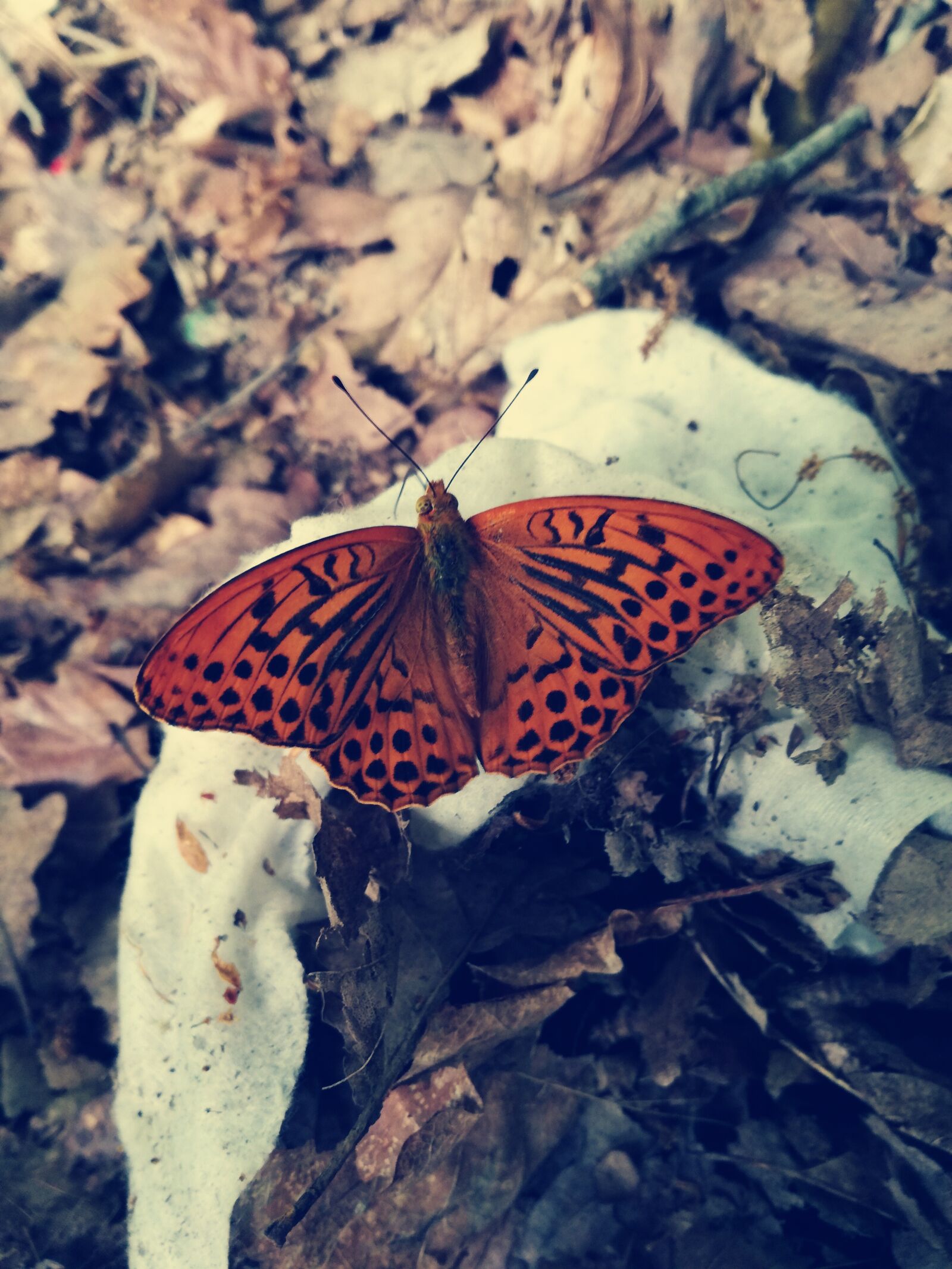 HUAWEI P9 LITE sample photo. Butterfly, nature, orange photography
