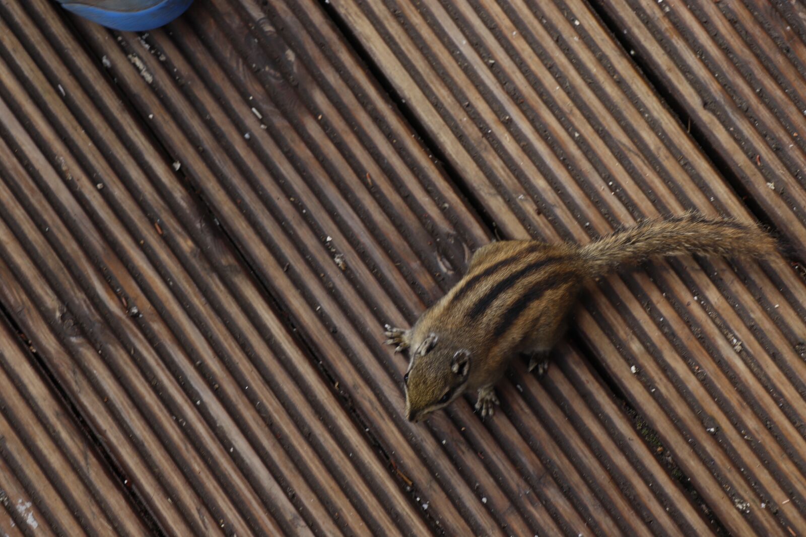 Canon EF-S 18-135mm F3.5-5.6 IS USM sample photo. Pudacuo, plateau, squirrel photography