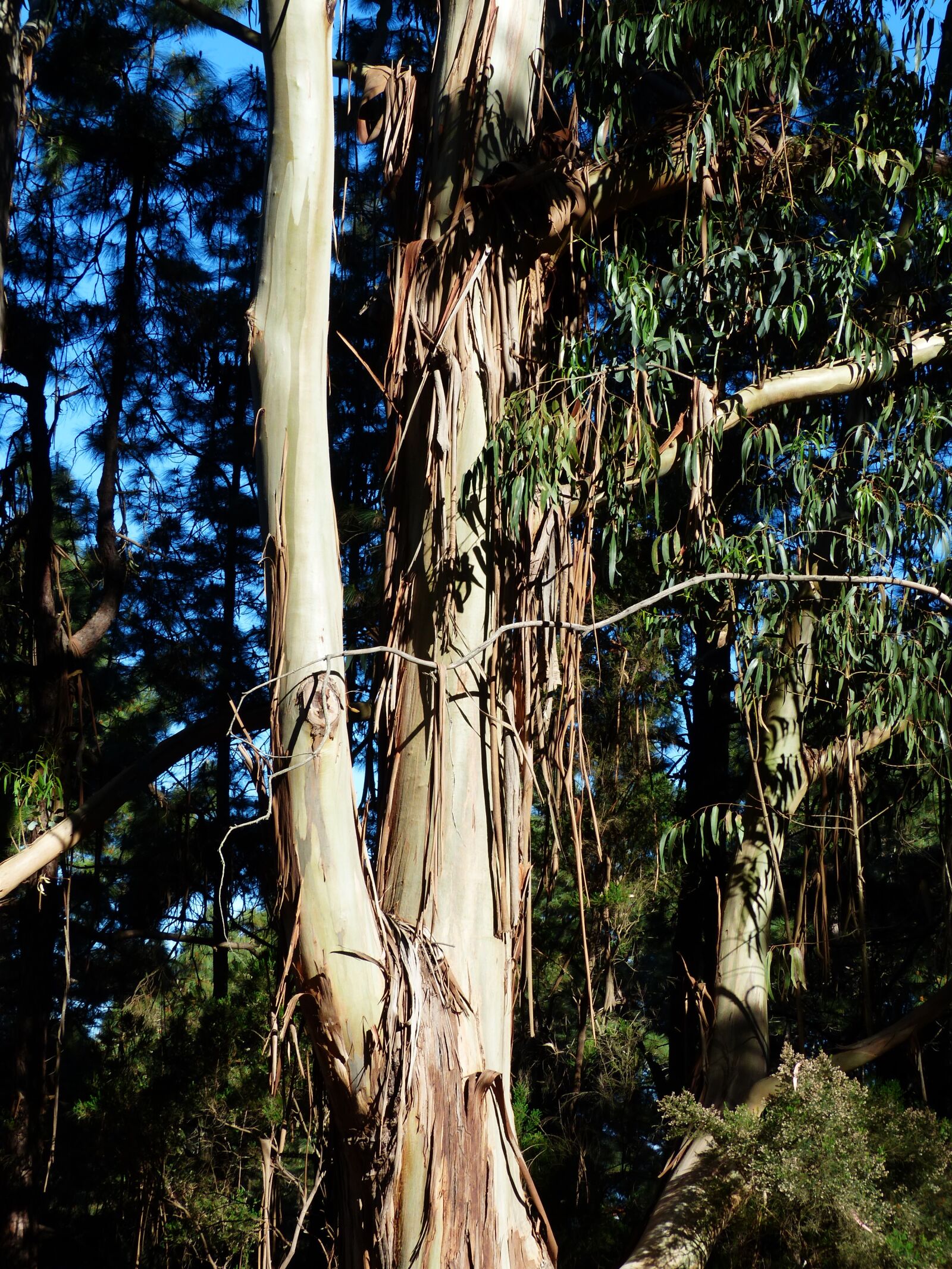 Panasonic Lumix DMC-FZ200 sample photo. Tree, bark, peeled off photography
