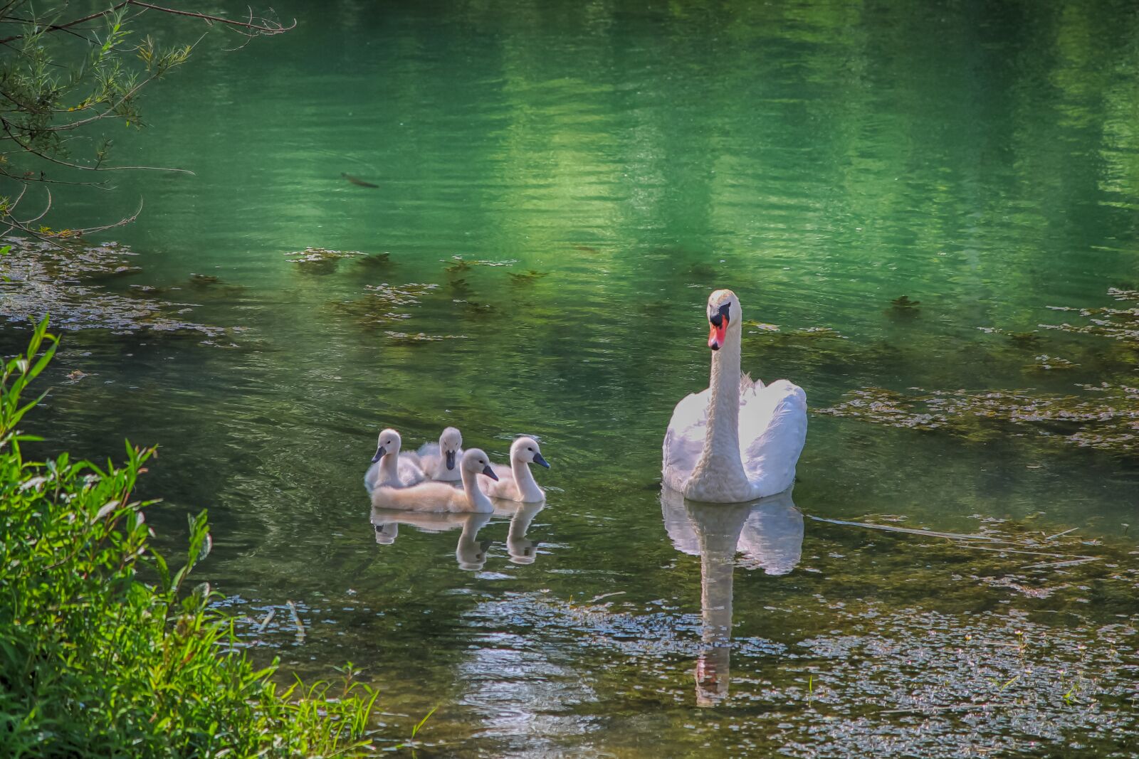 Canon EOS 1100D (EOS Rebel T3 / EOS Kiss X50) sample photo. Swans, family, lake photography