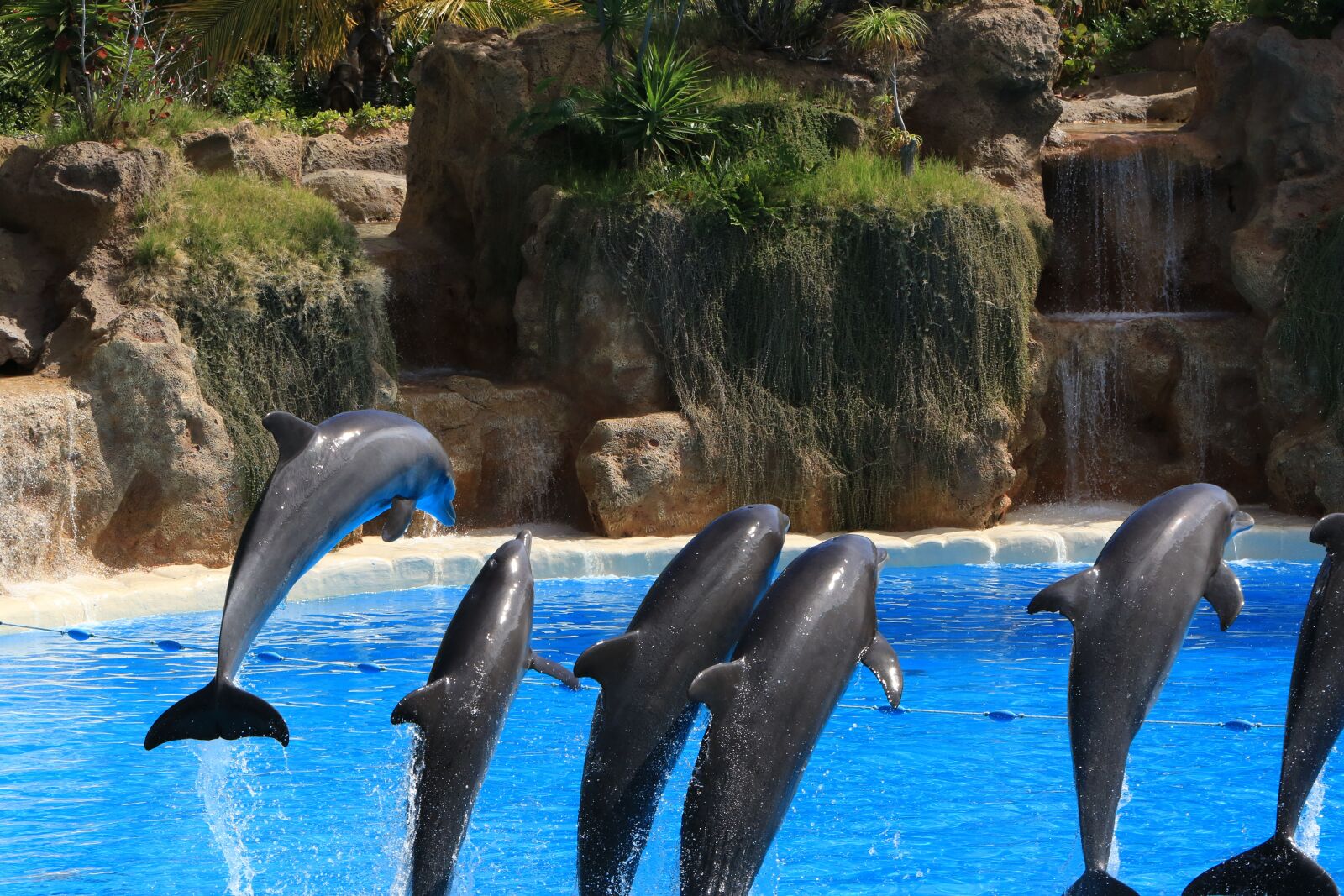 Canon EOS 7D Mark II sample photo. Dolphins, preview, loro park photography