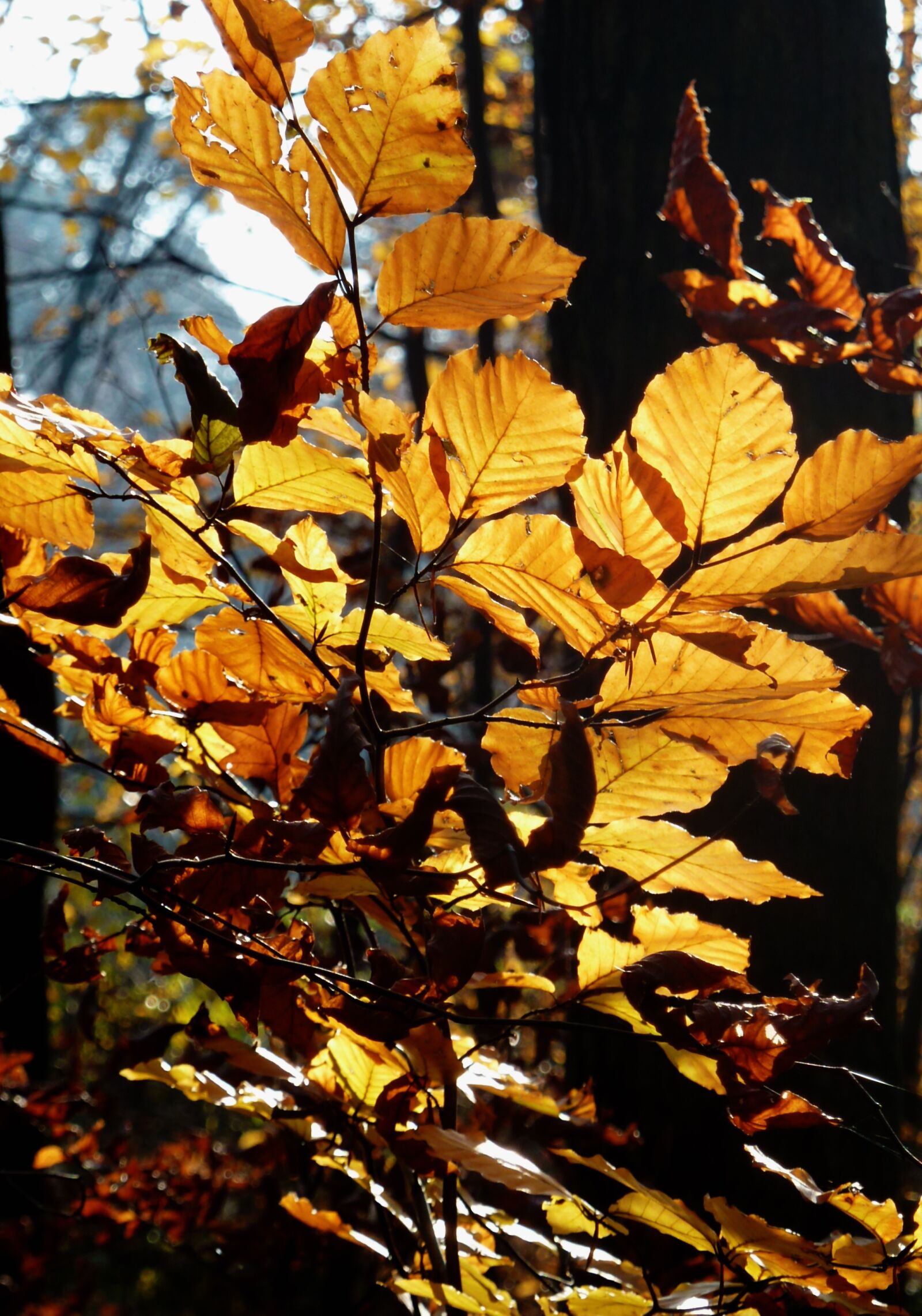 Panasonic DMC-TZ7 sample photo. Autumn, autumn forest, autumn photography